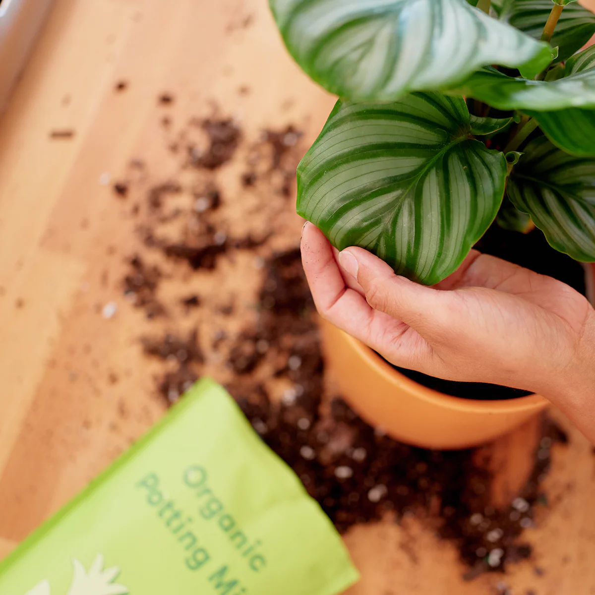 Potting Mix, Arid Plants - Image 2