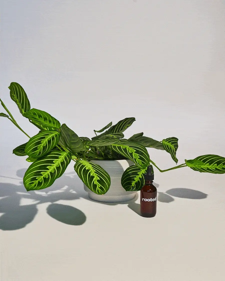 Organic Pest Control - Image 3