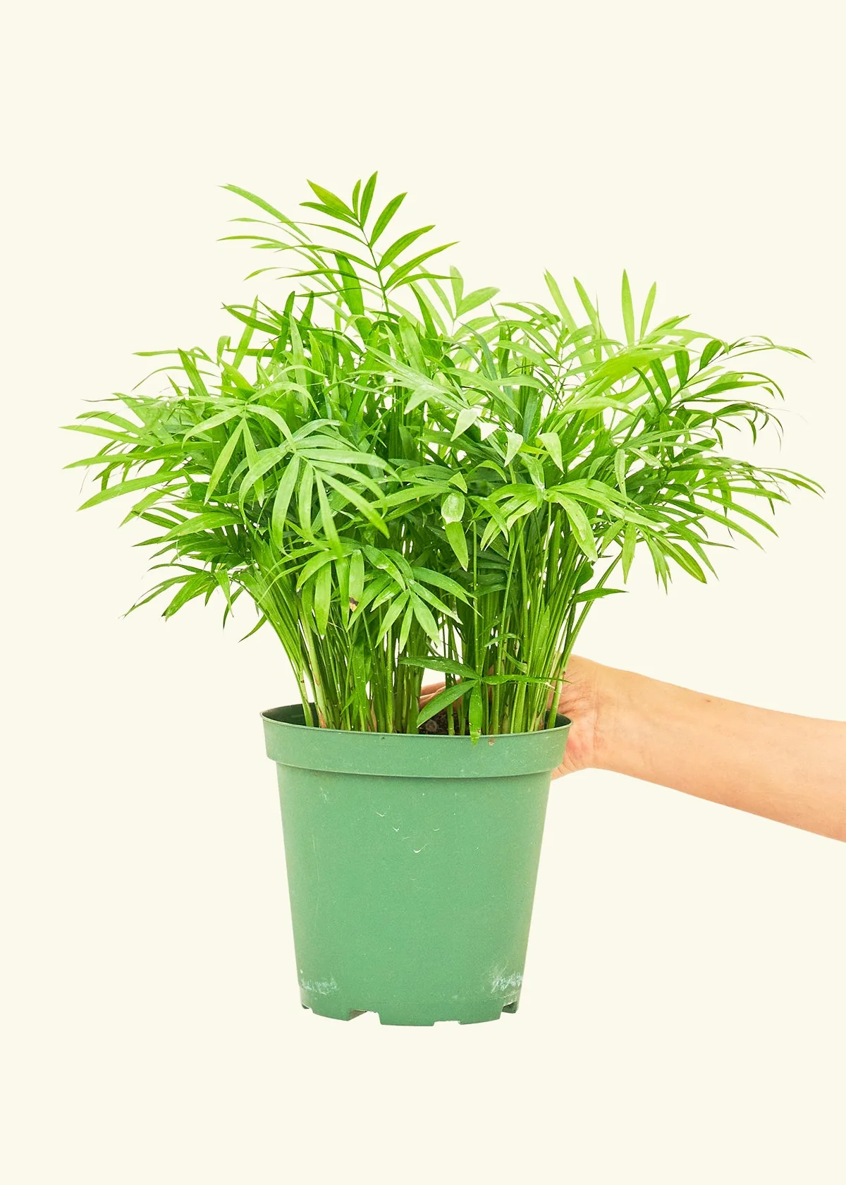 Parlor Palm - Image 10