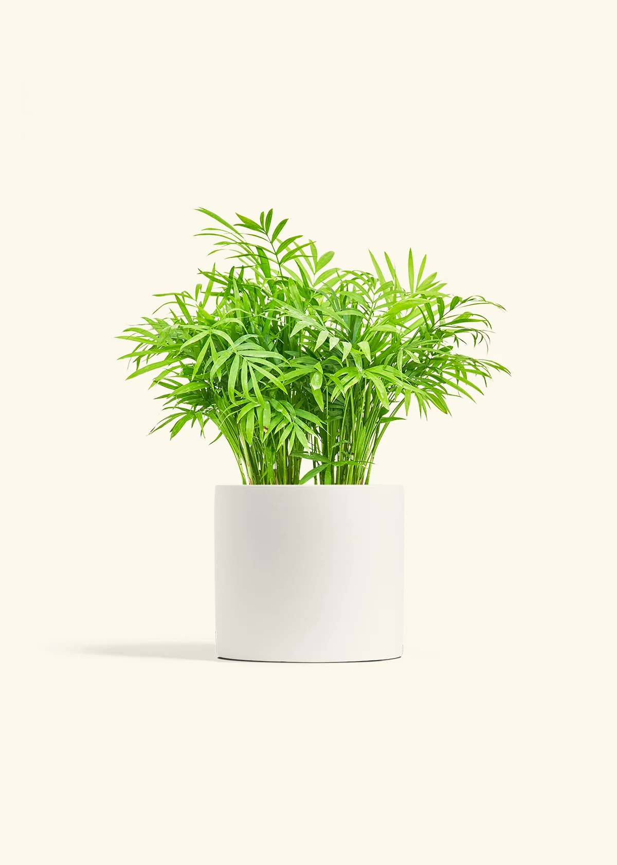 Parlor Palm - Image 11
