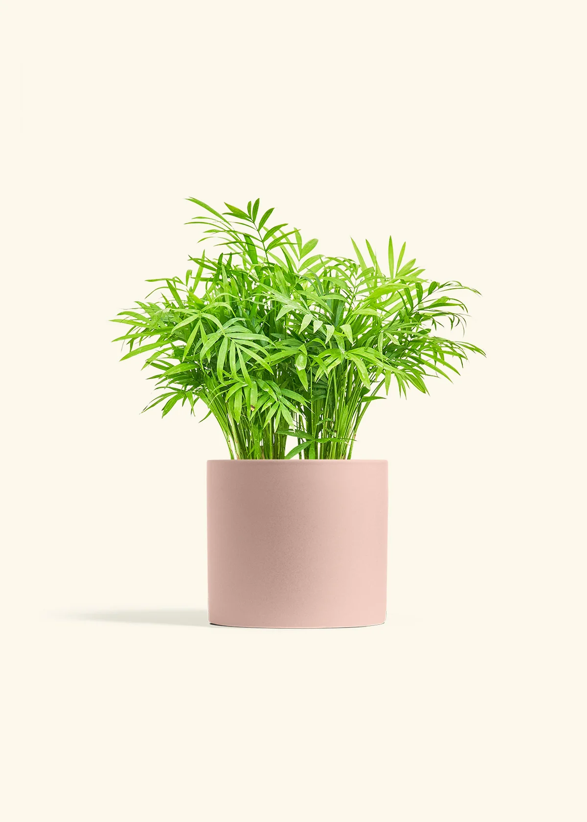 Parlor Palm - Image 12