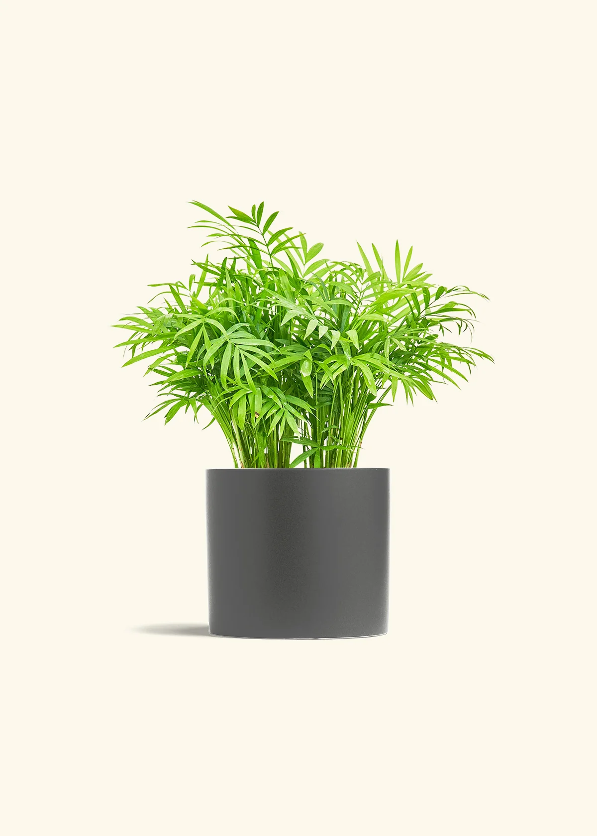 Parlor Palm - Image 13