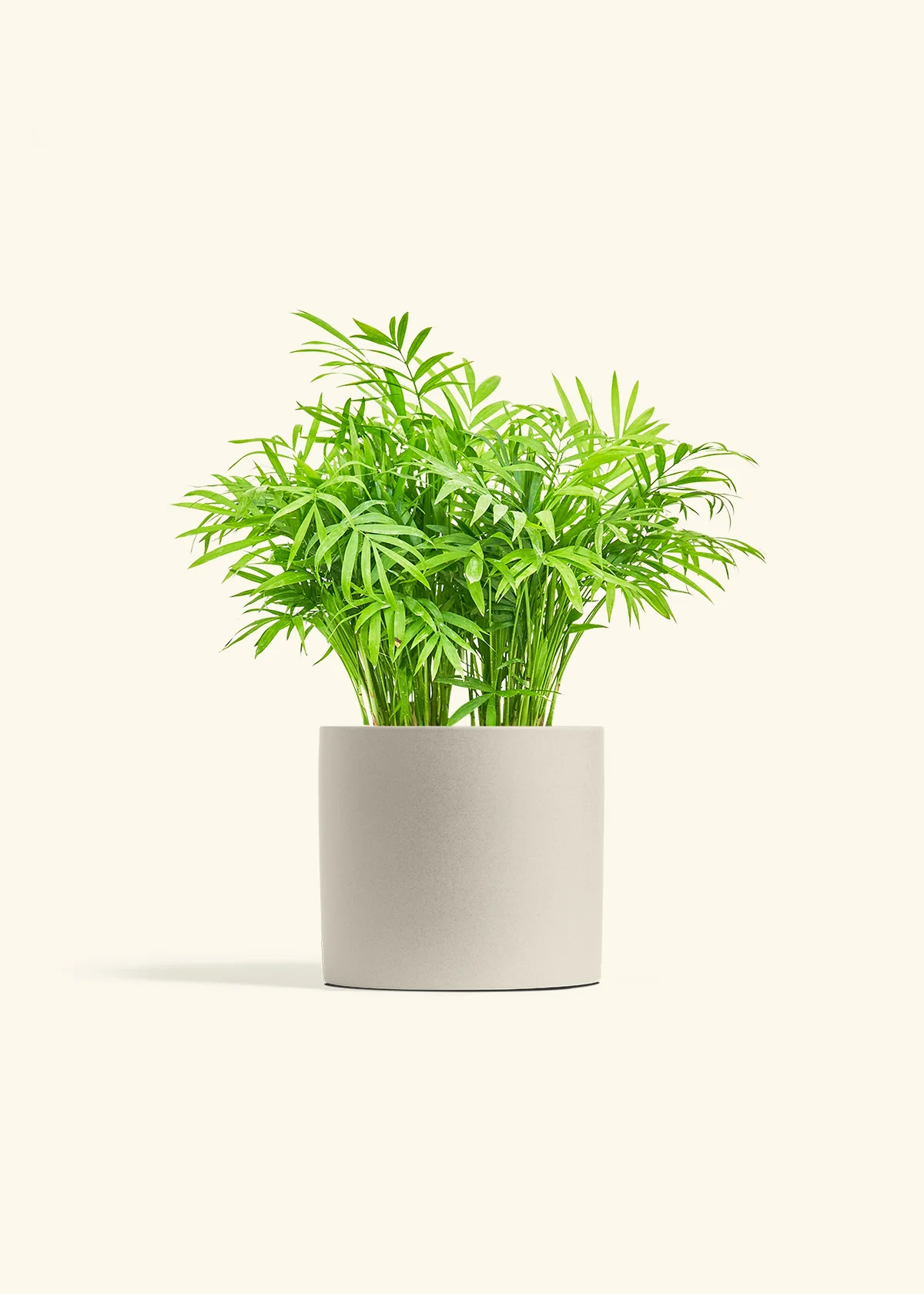 Parlor Palm - Image 14