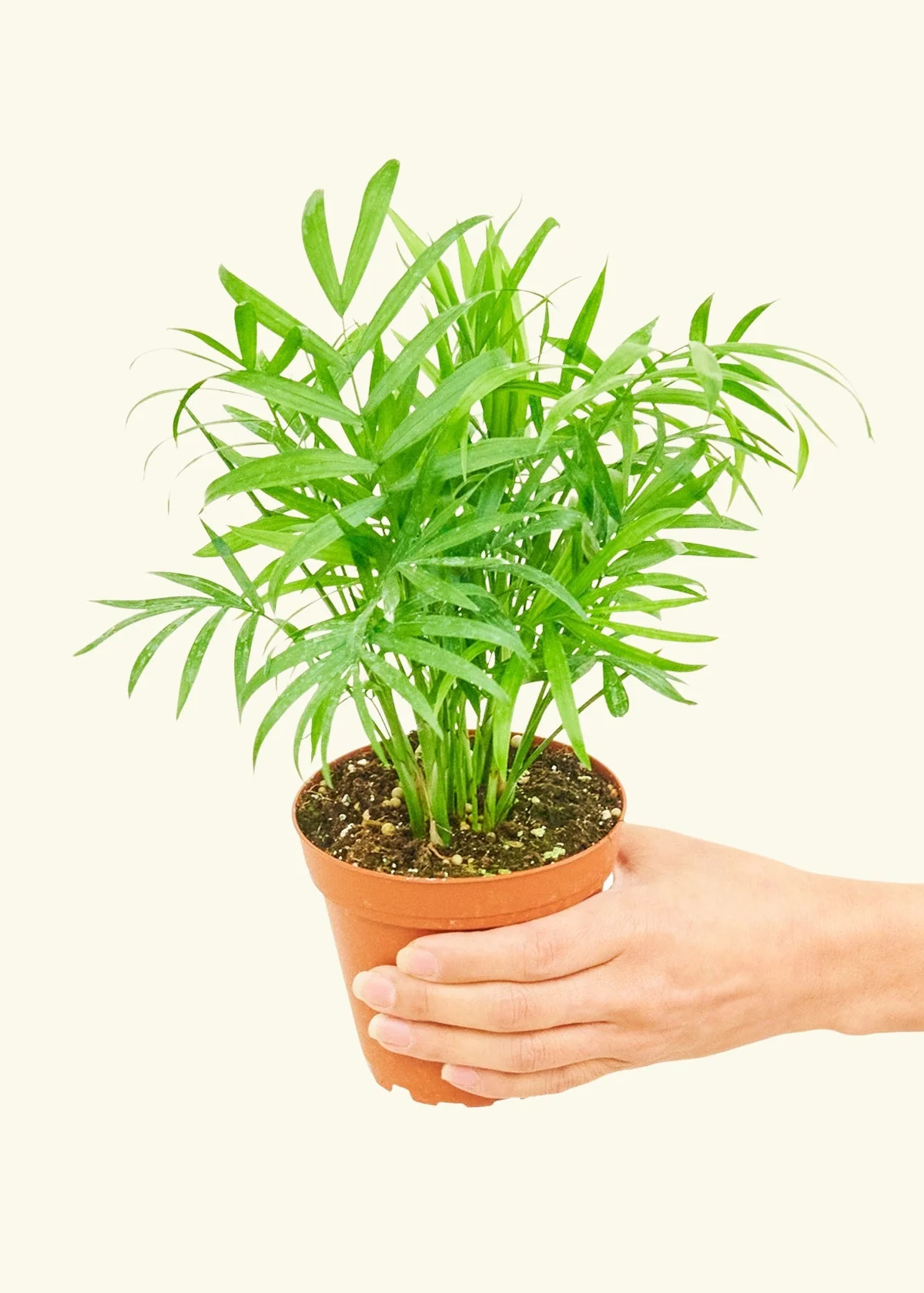 Parlor Palm - Image 3