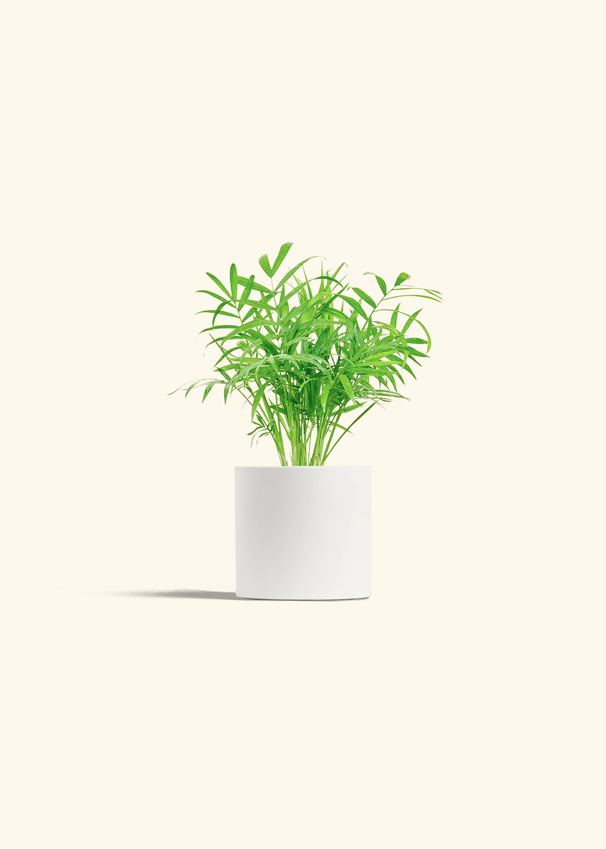 Parlor Palm - Image 4