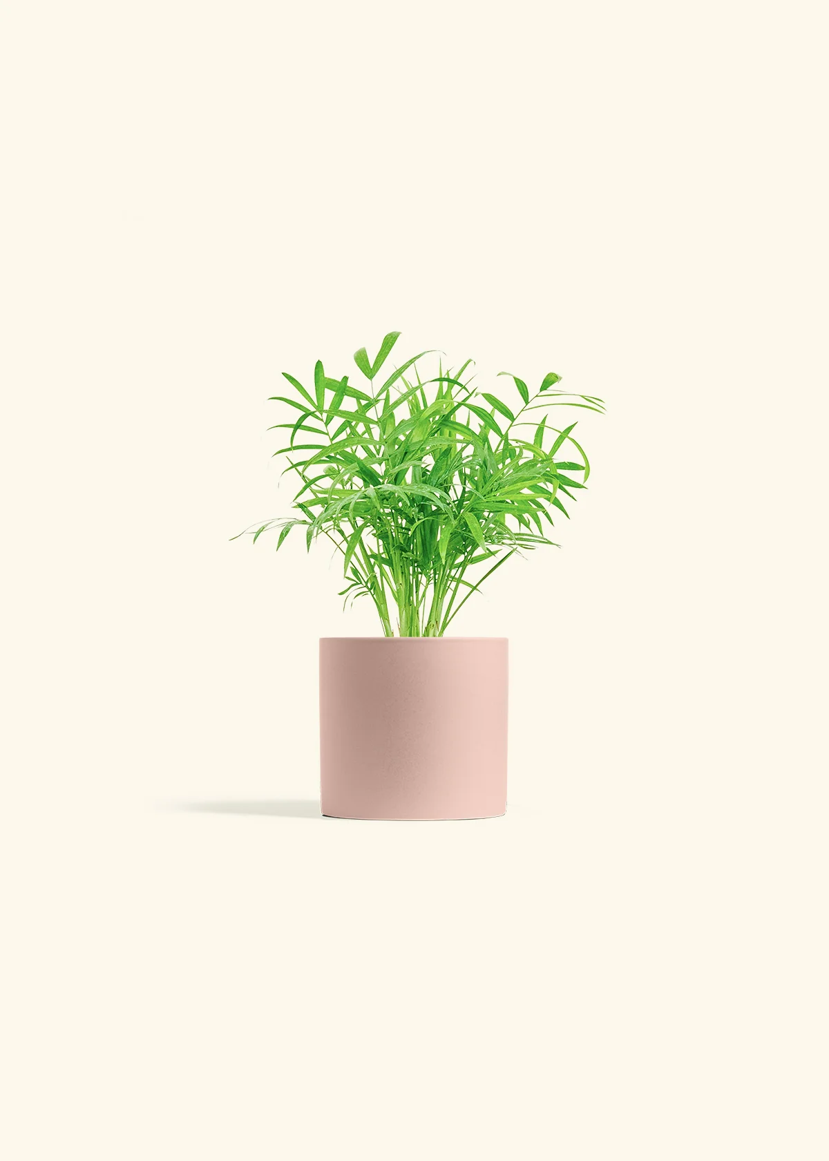 Parlor Palm - Image 5