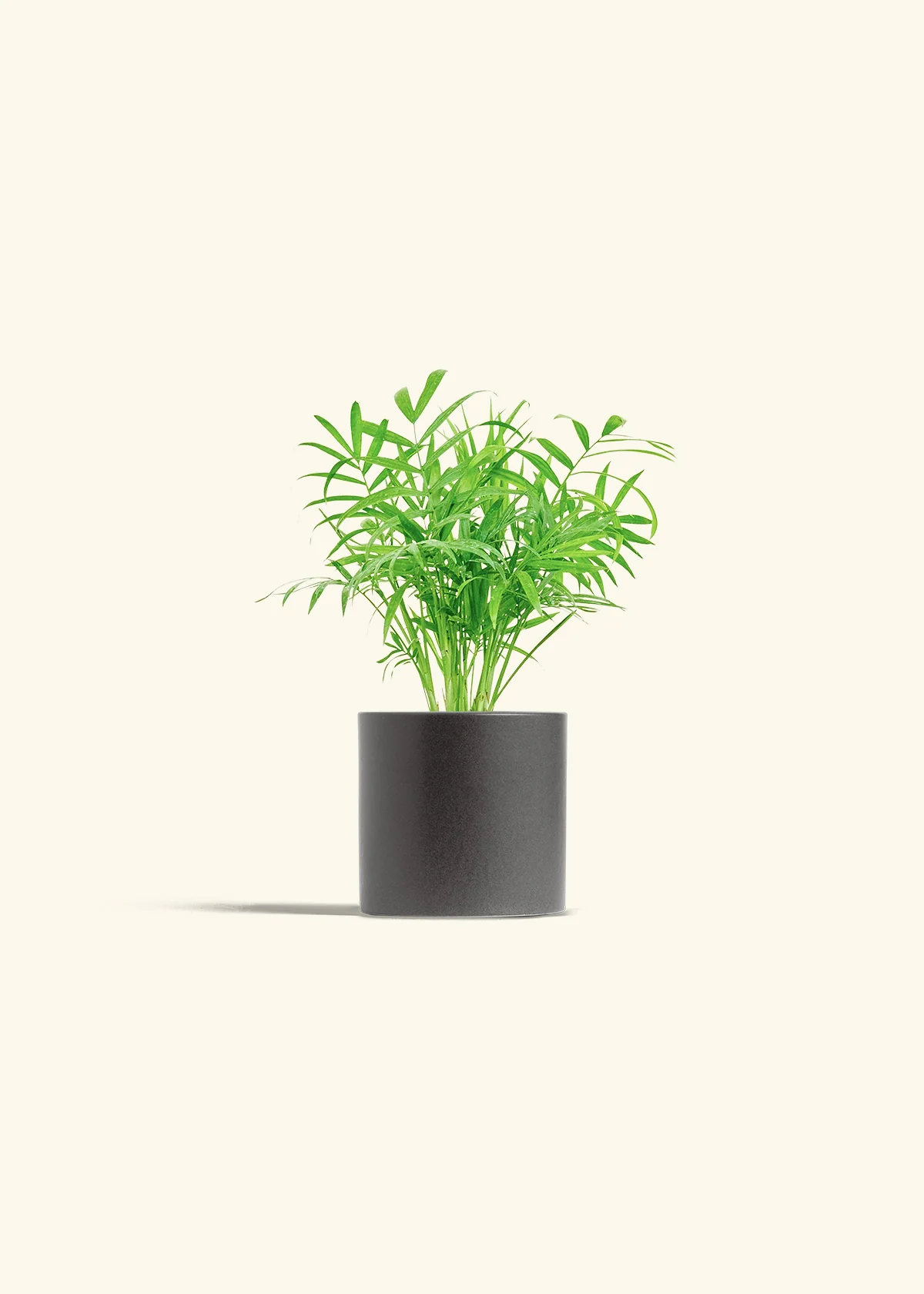 Parlor Palm - Image 6