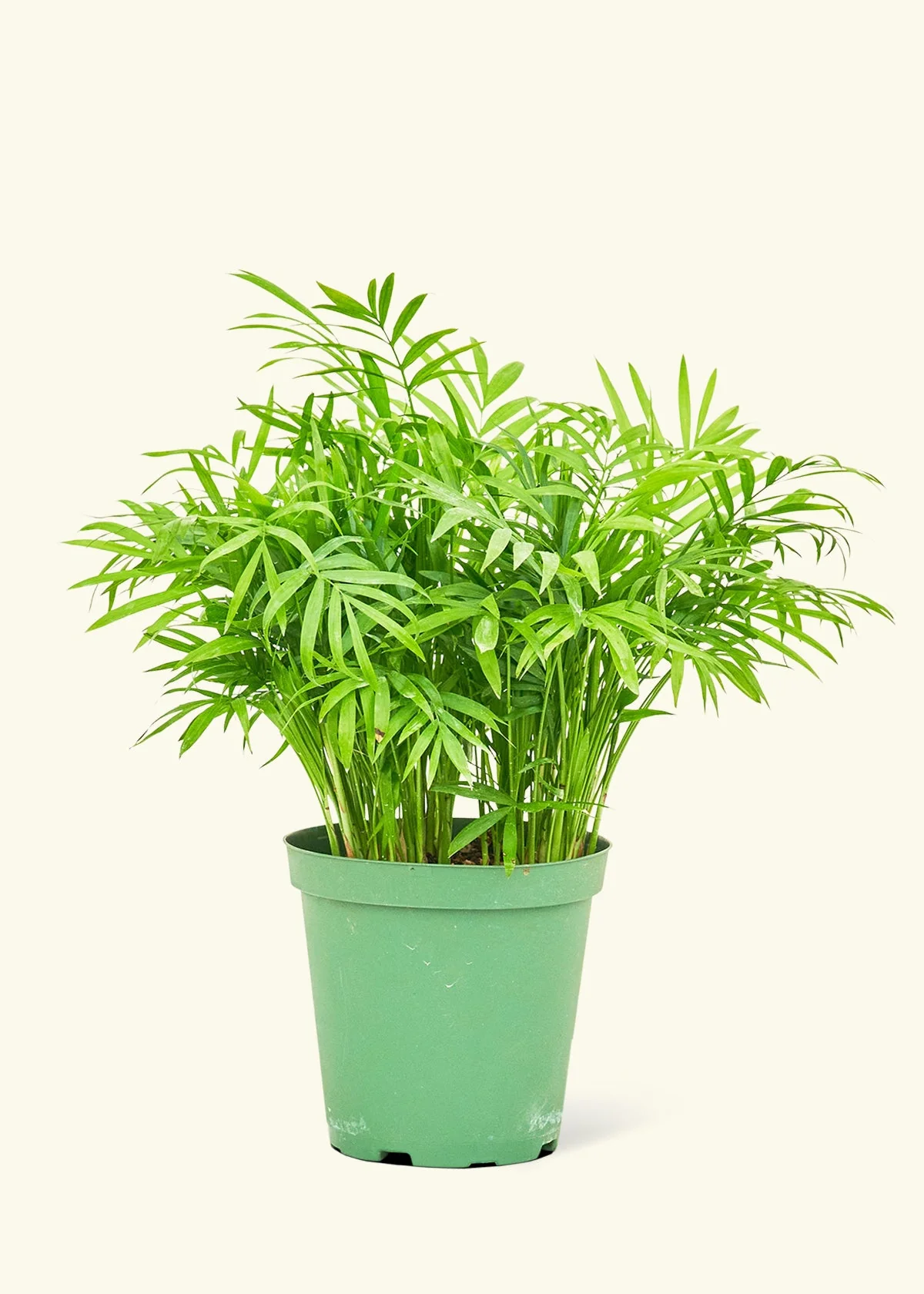 Parlor Palm - Image 8