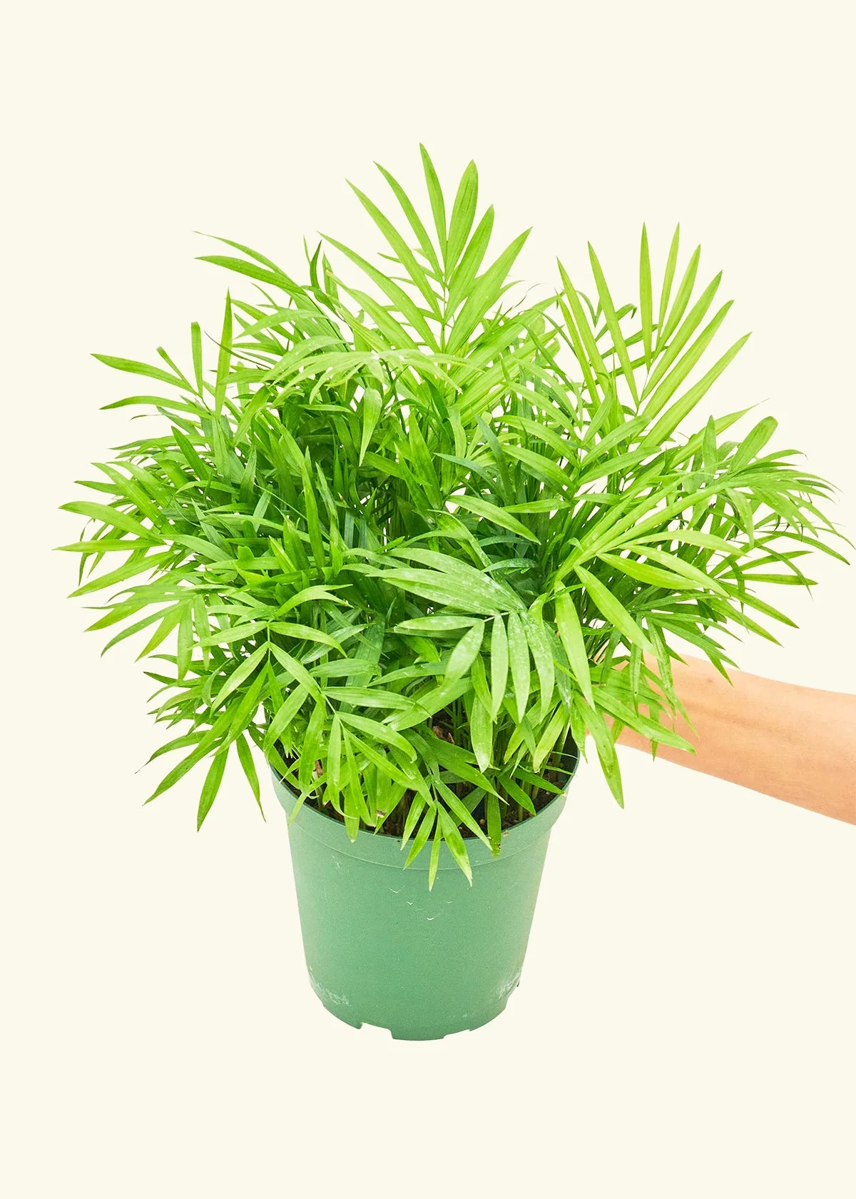 Parlor Palm - Image 9