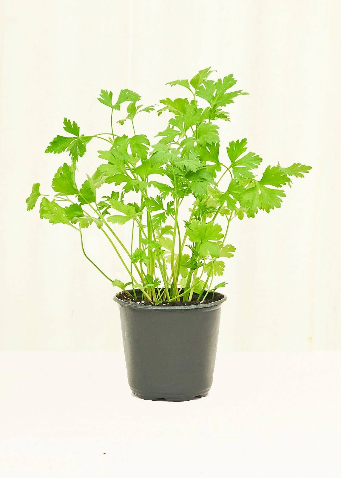 Parsley, 4 pack - Image 2