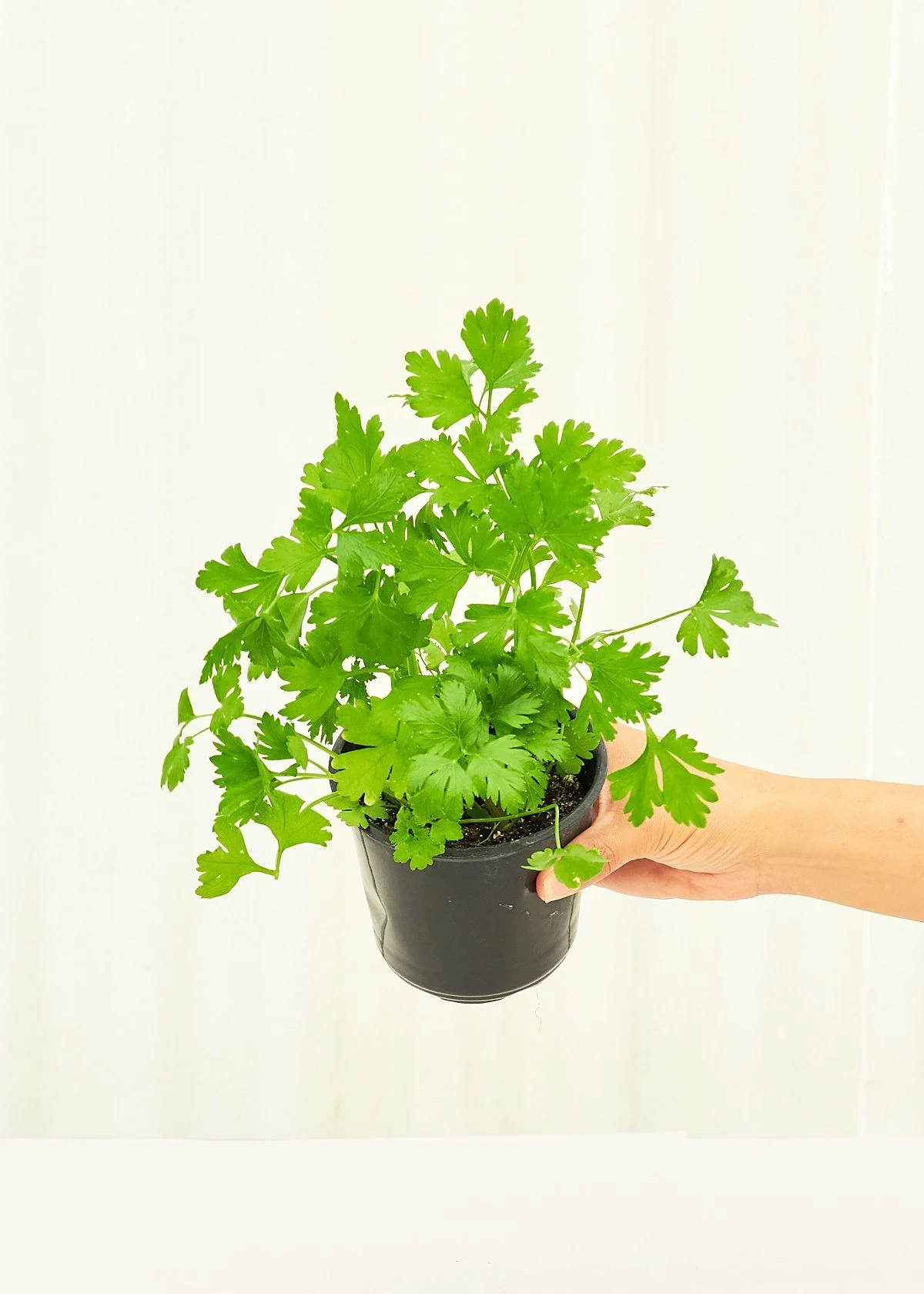Parsley, 4 pack - Image 4