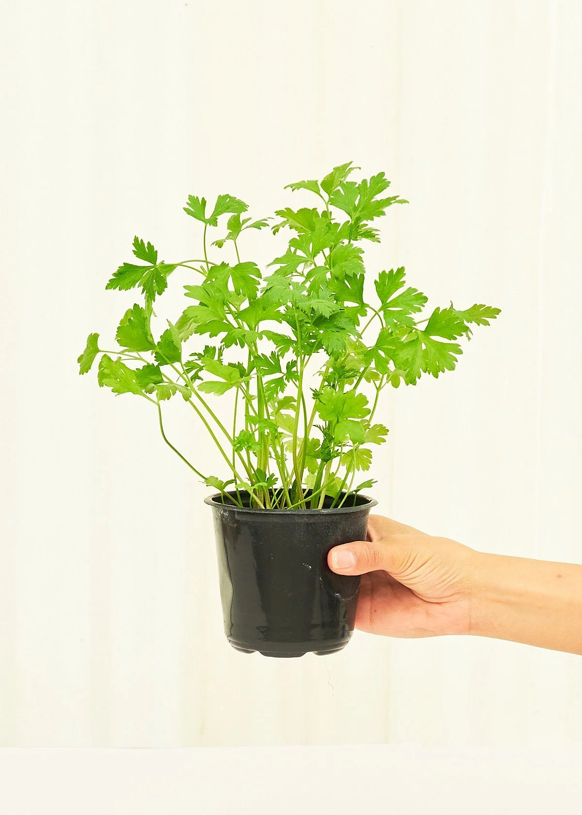 Parsley, Small - Image 2