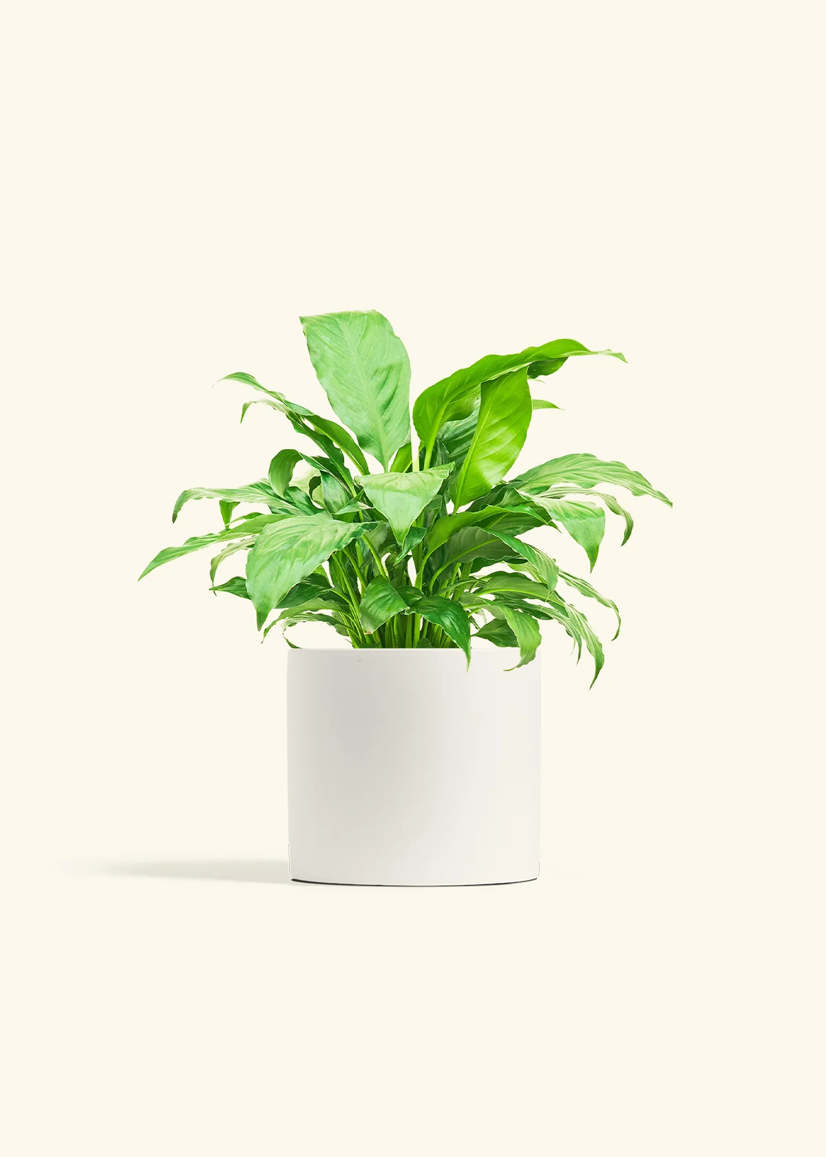 Peace Lily - Image 10