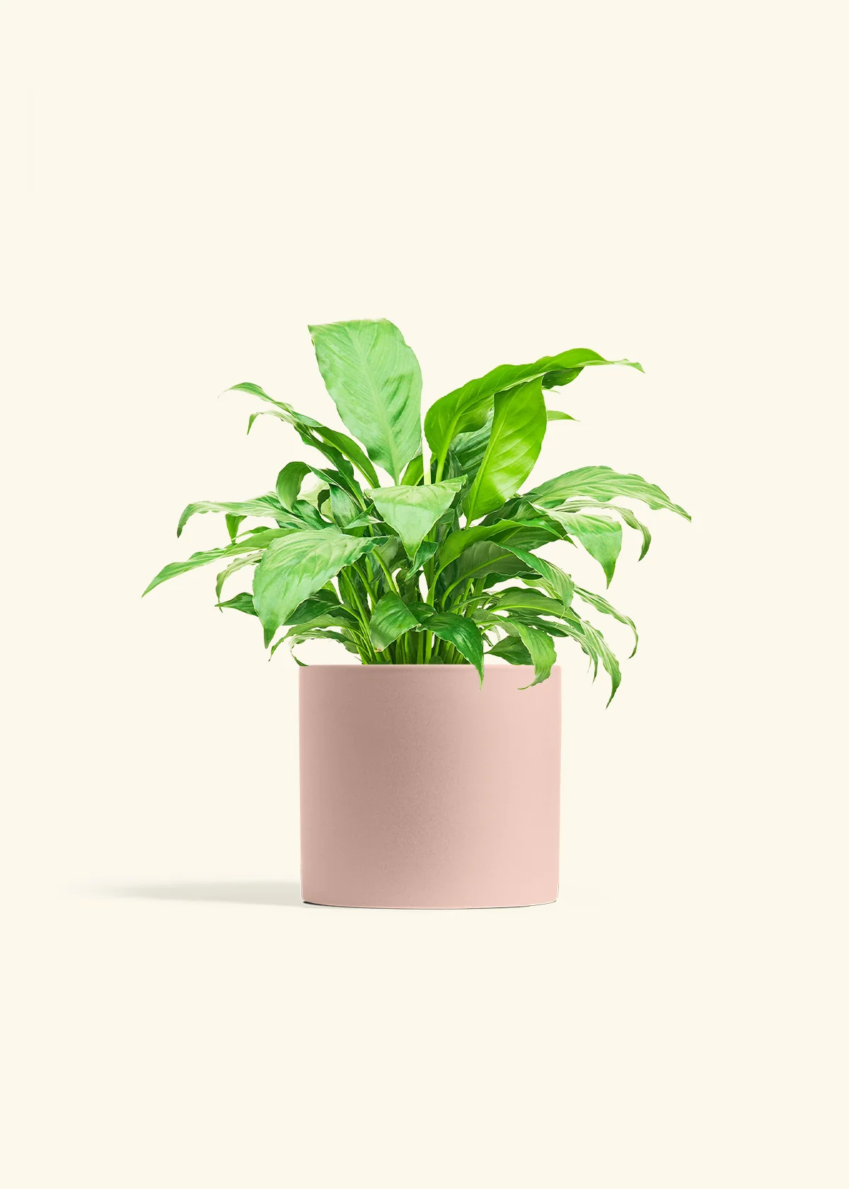 Peace Lily - Image 11