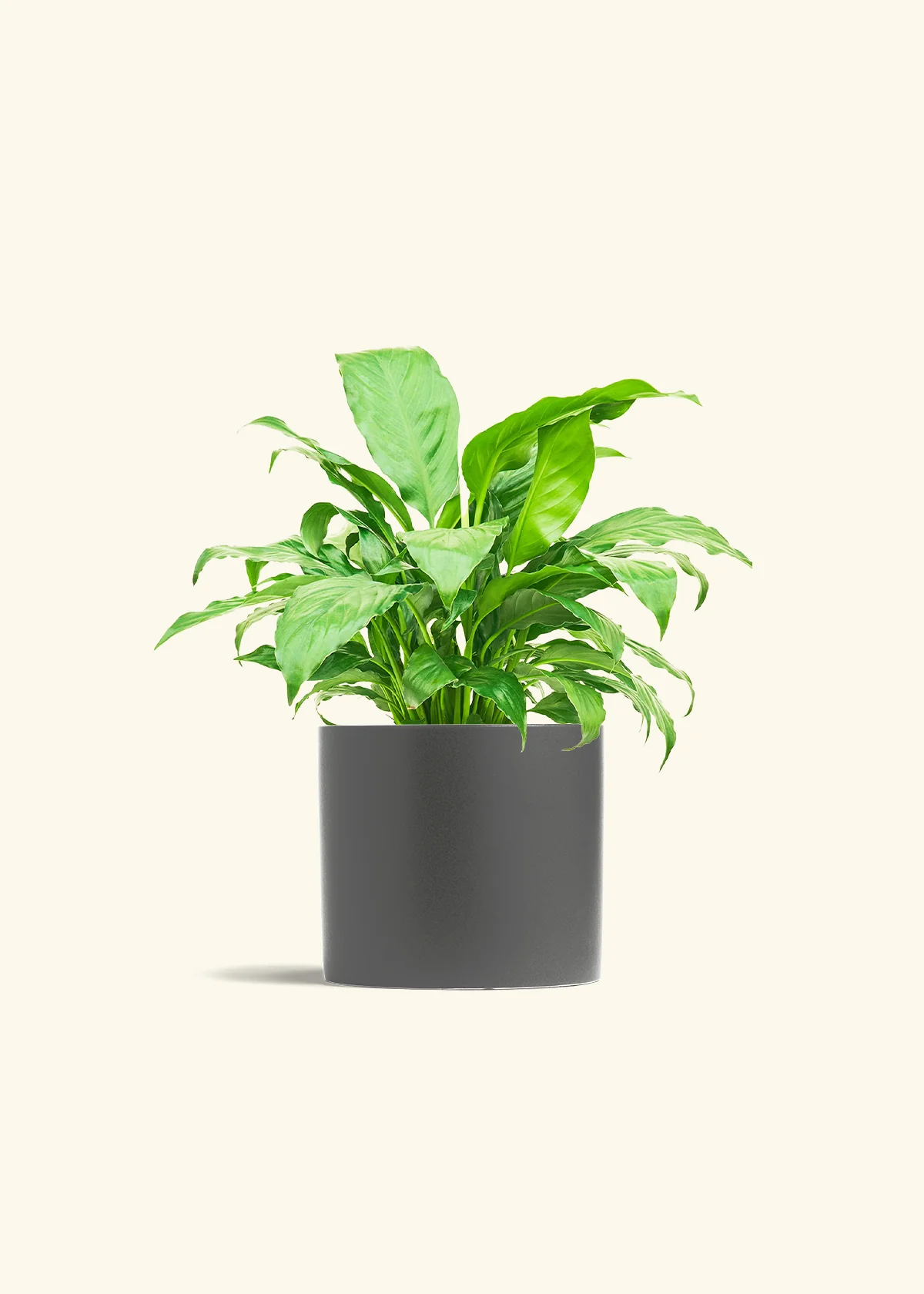 Peace Lily - Image 12