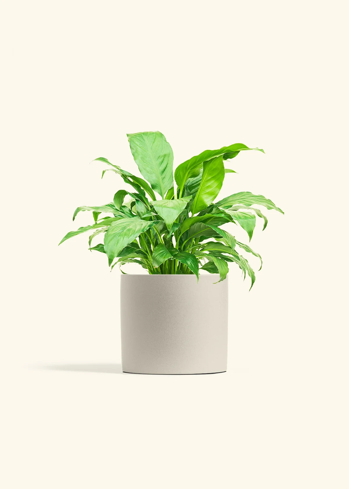 Peace Lily - Image 13