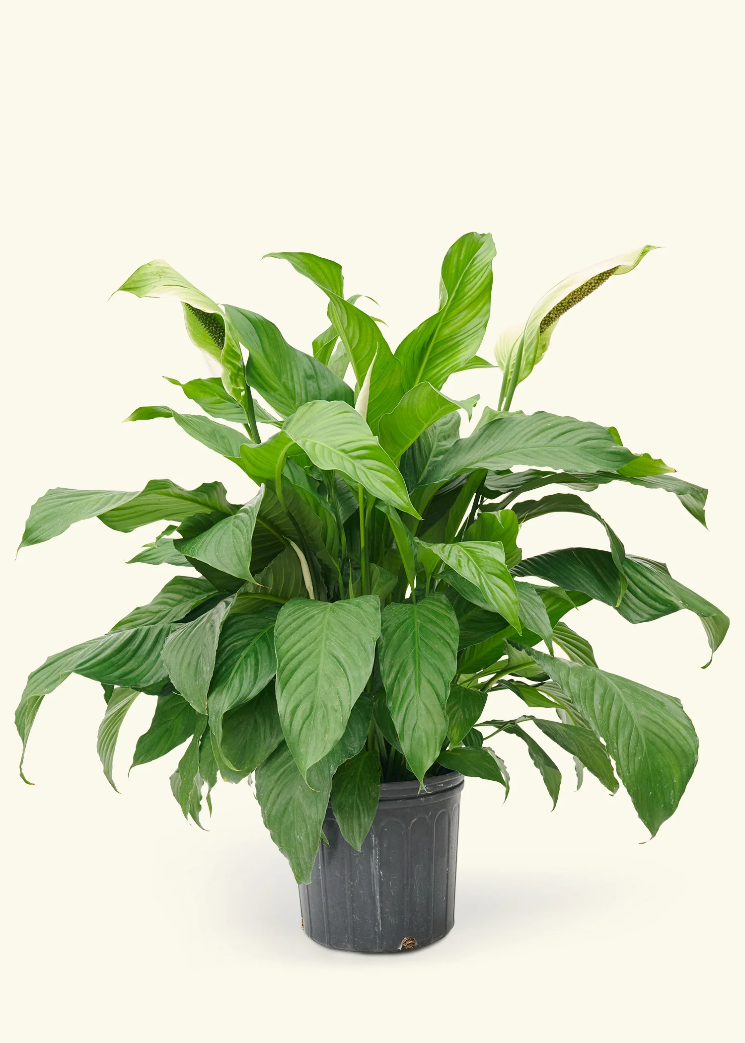 Peace Lily - Image 14