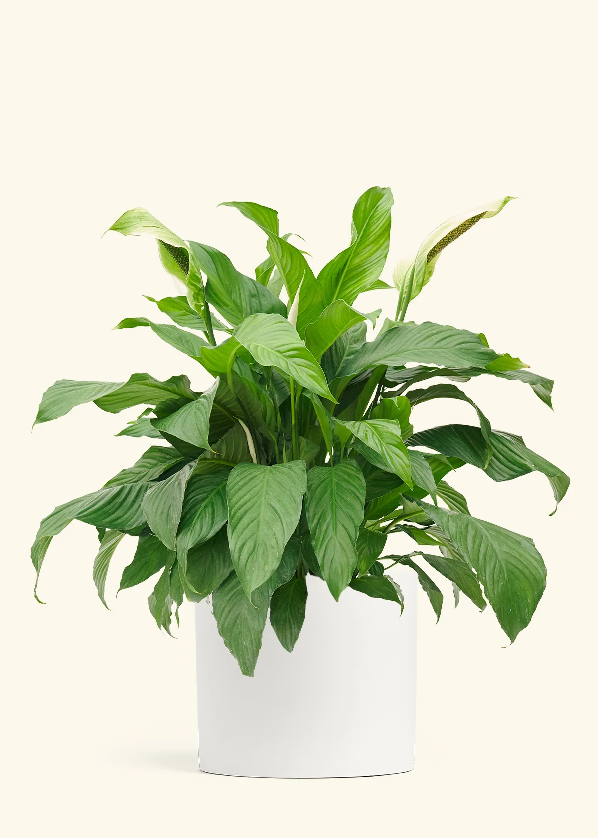 Peace Lily - Image 15