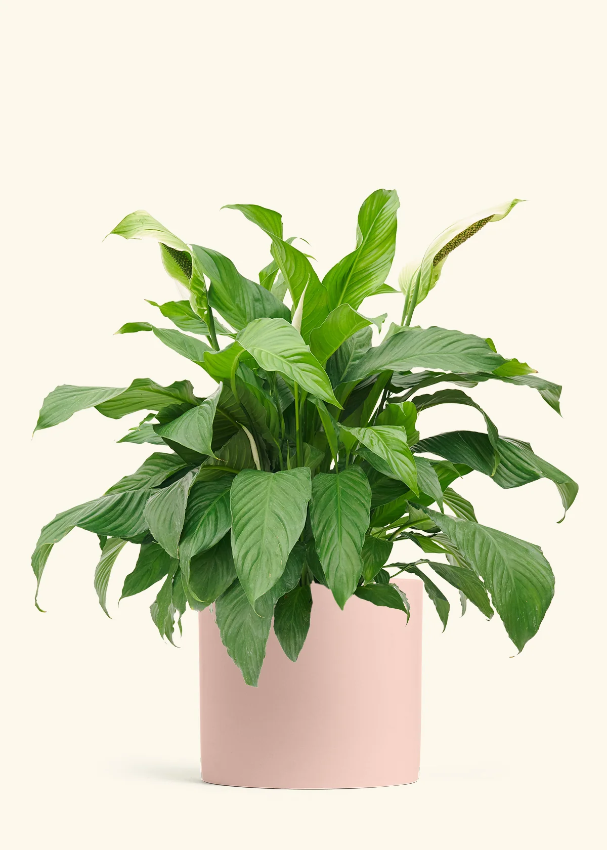 Peace Lily - Image 16