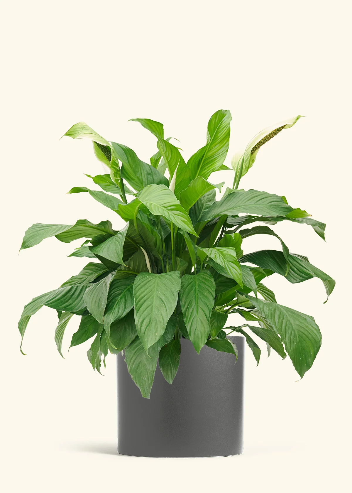 Peace Lily - Image 17