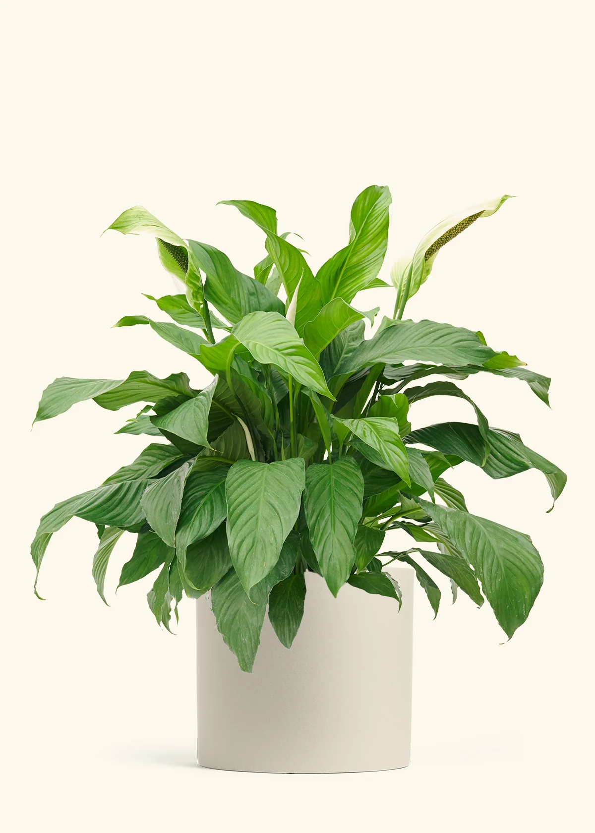 Peace Lily - Image 18