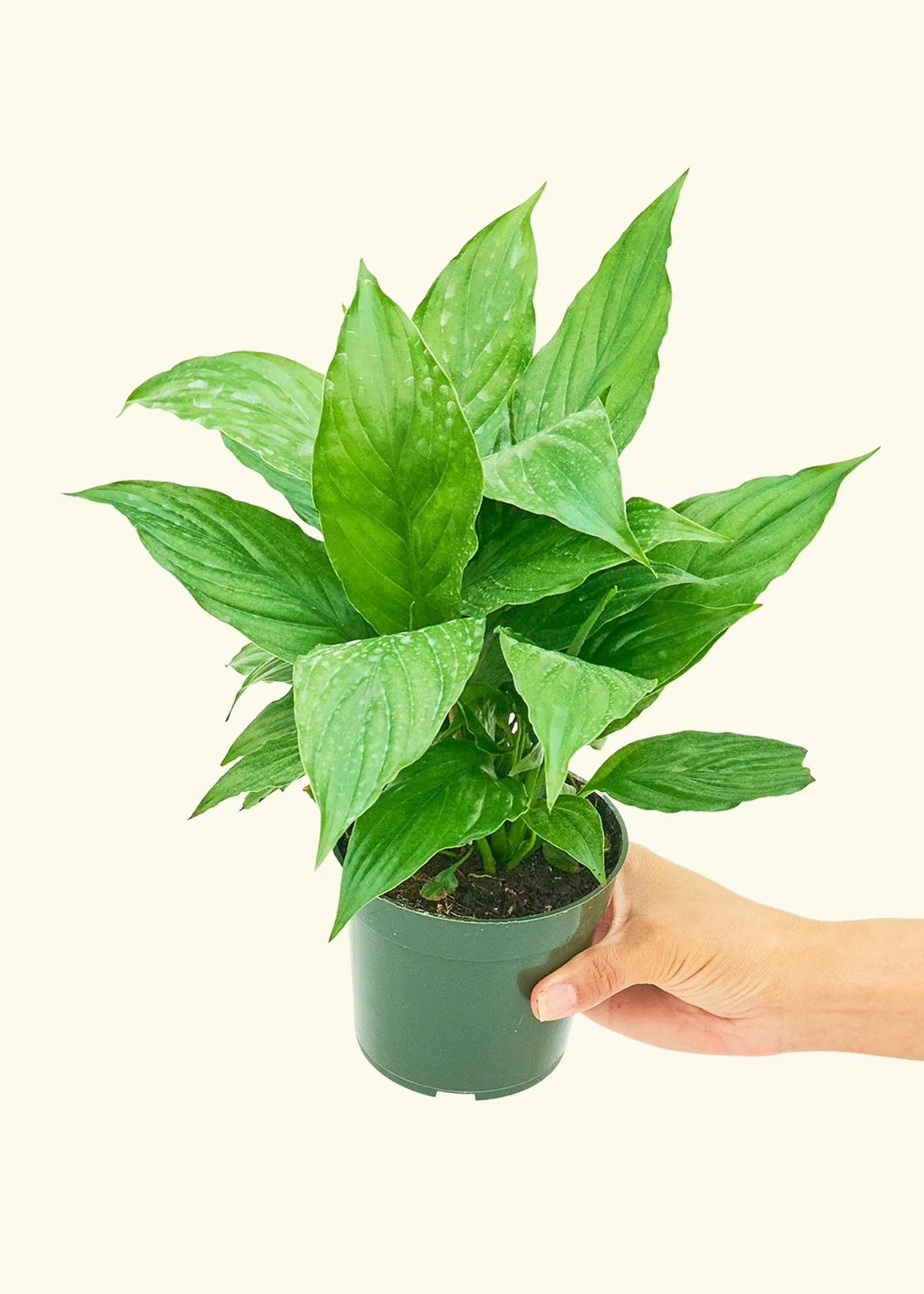 Peace Lily - Image 3
