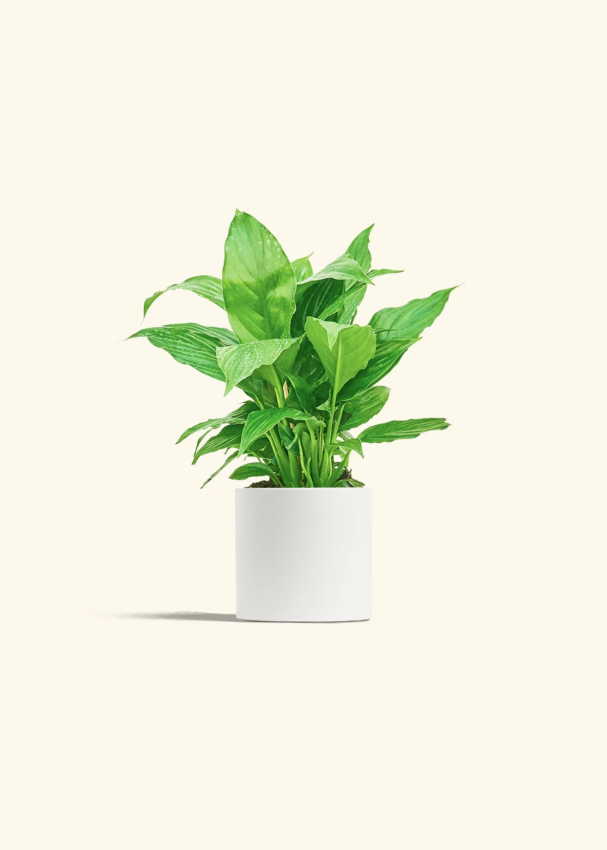 Peace Lily - Image 4