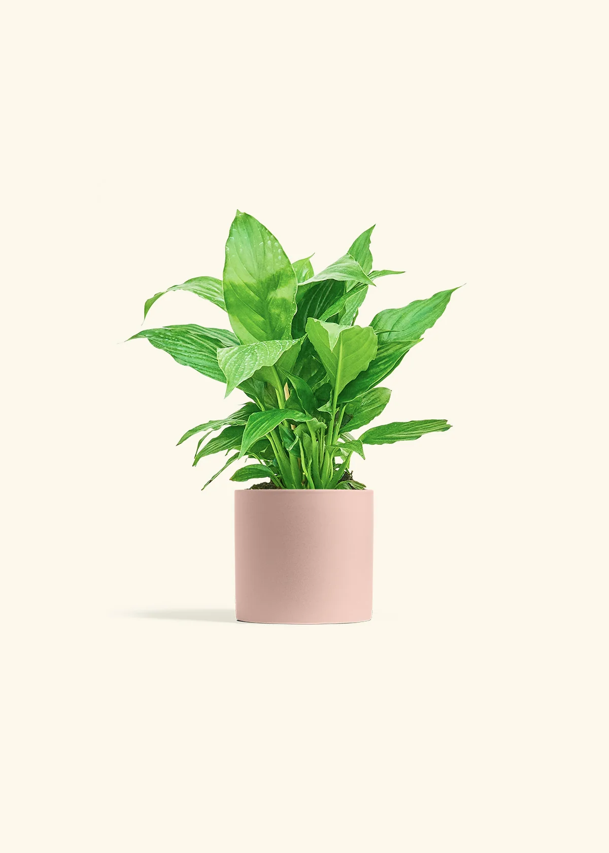 Peace Lily - Image 5
