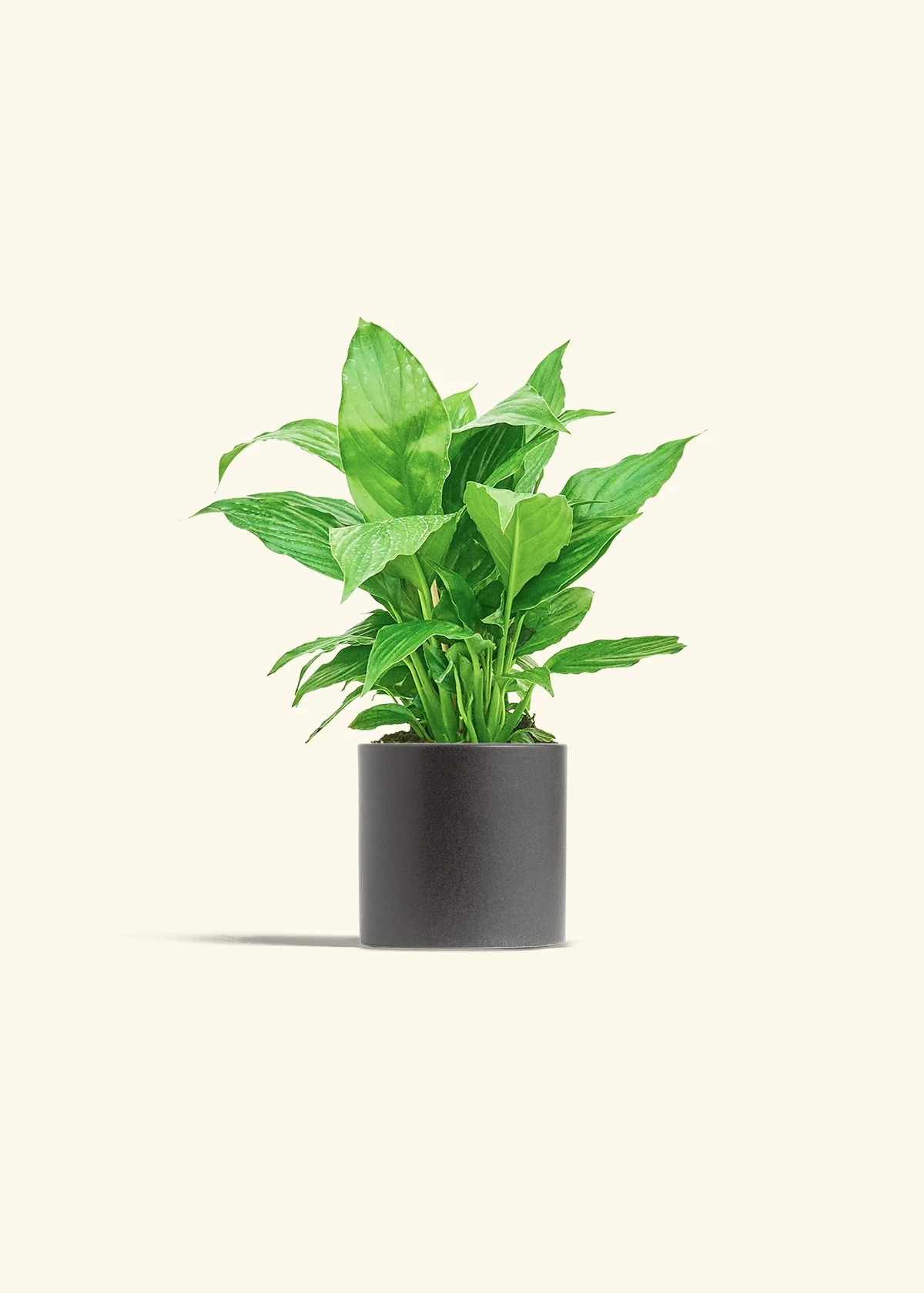 Peace Lily - Image 6