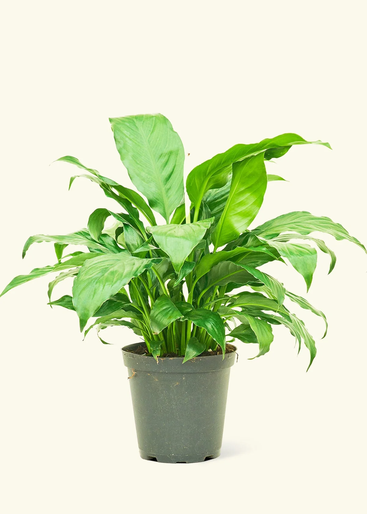 Peace Lily - Image 8