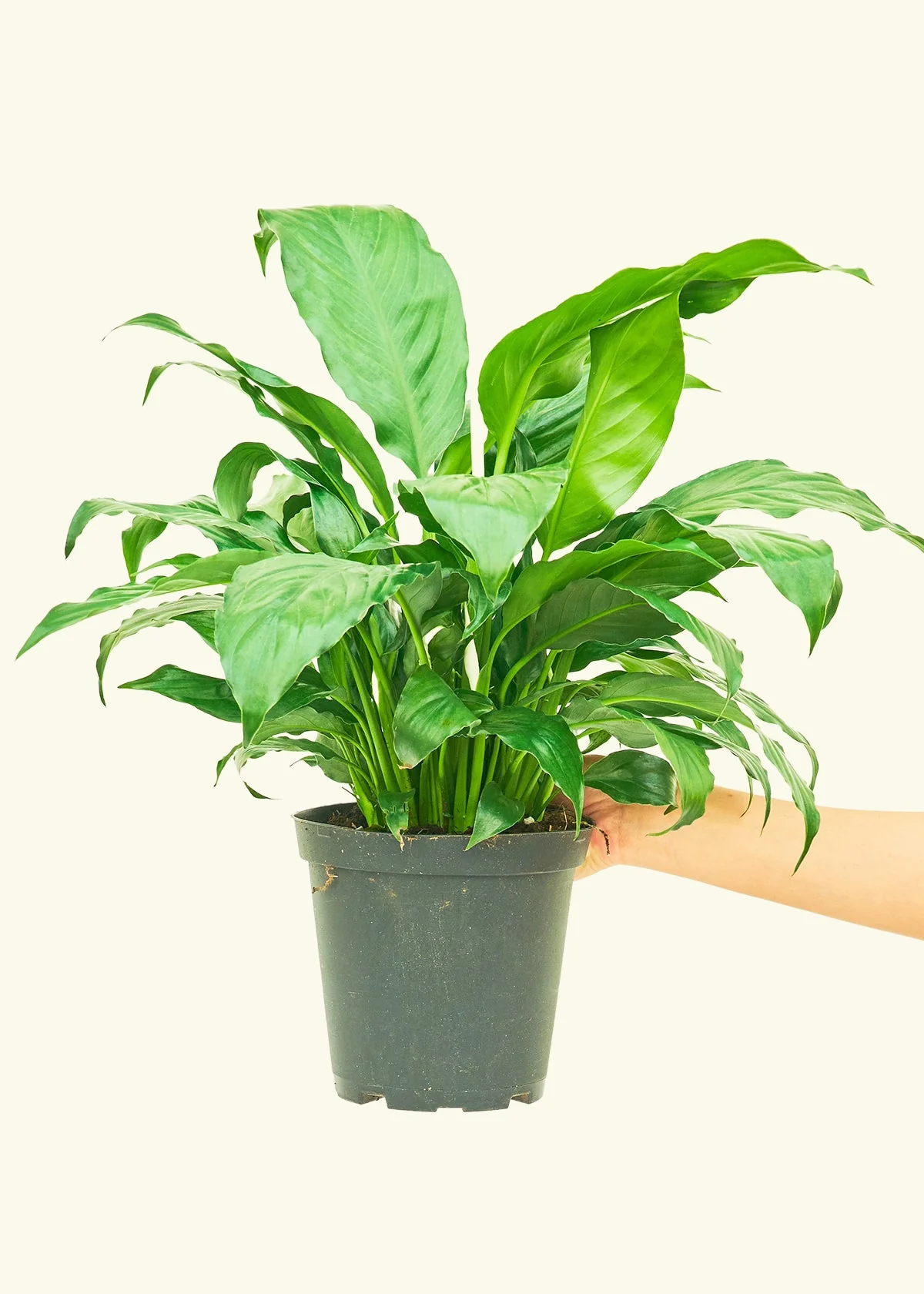 Peace Lily - Image 9