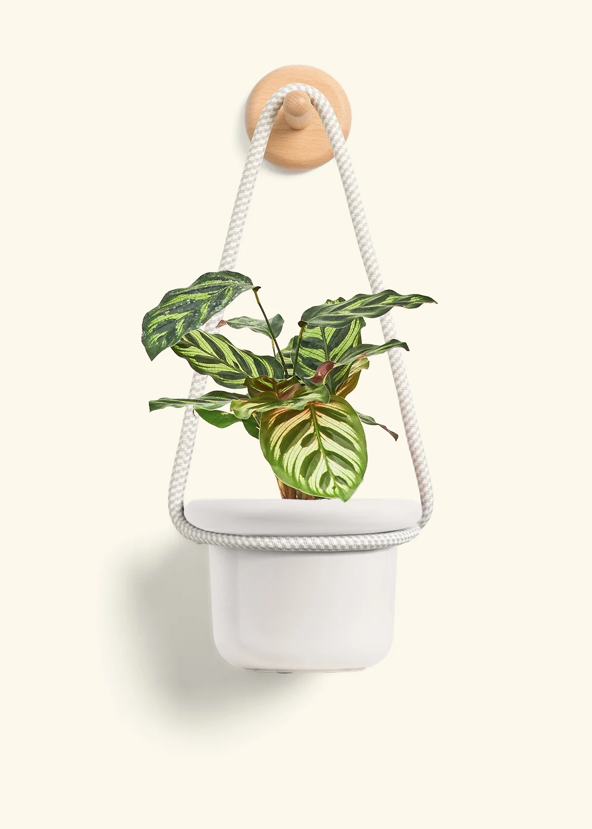 Peacock Plant - Image 10