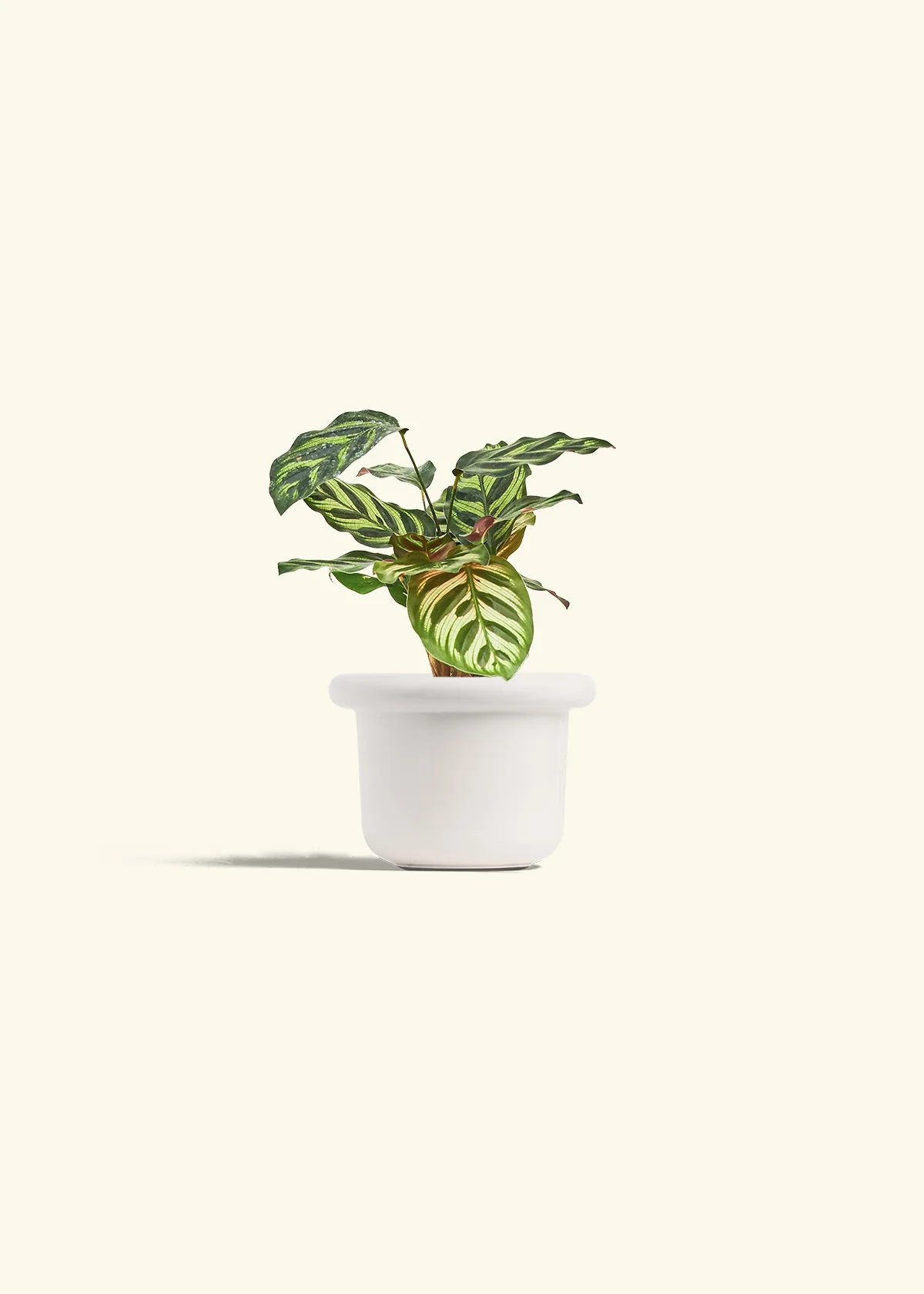 Peacock Plant - Image 12