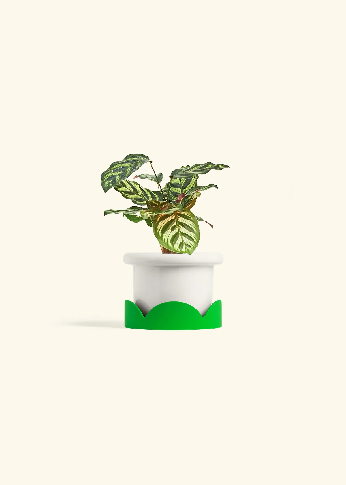 Peacock Plant - Image 13