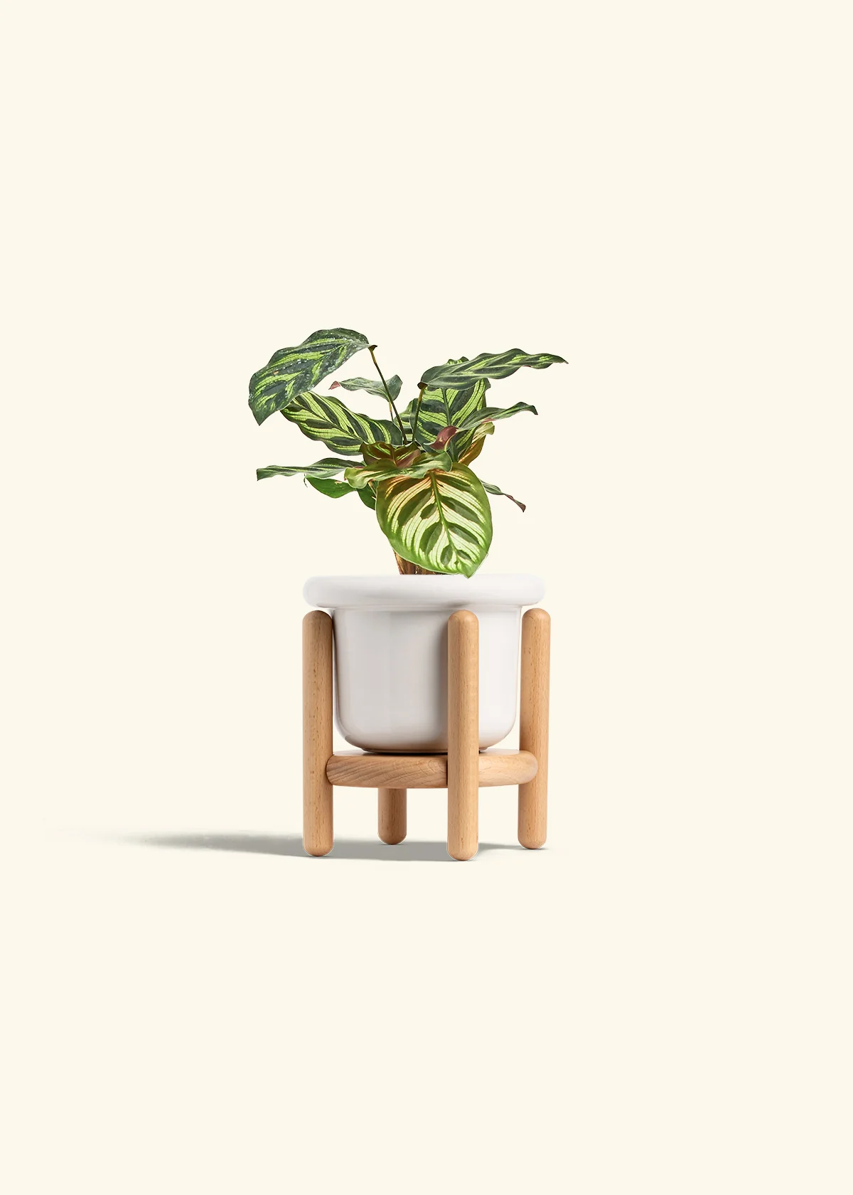Peacock Plant - Image 15
