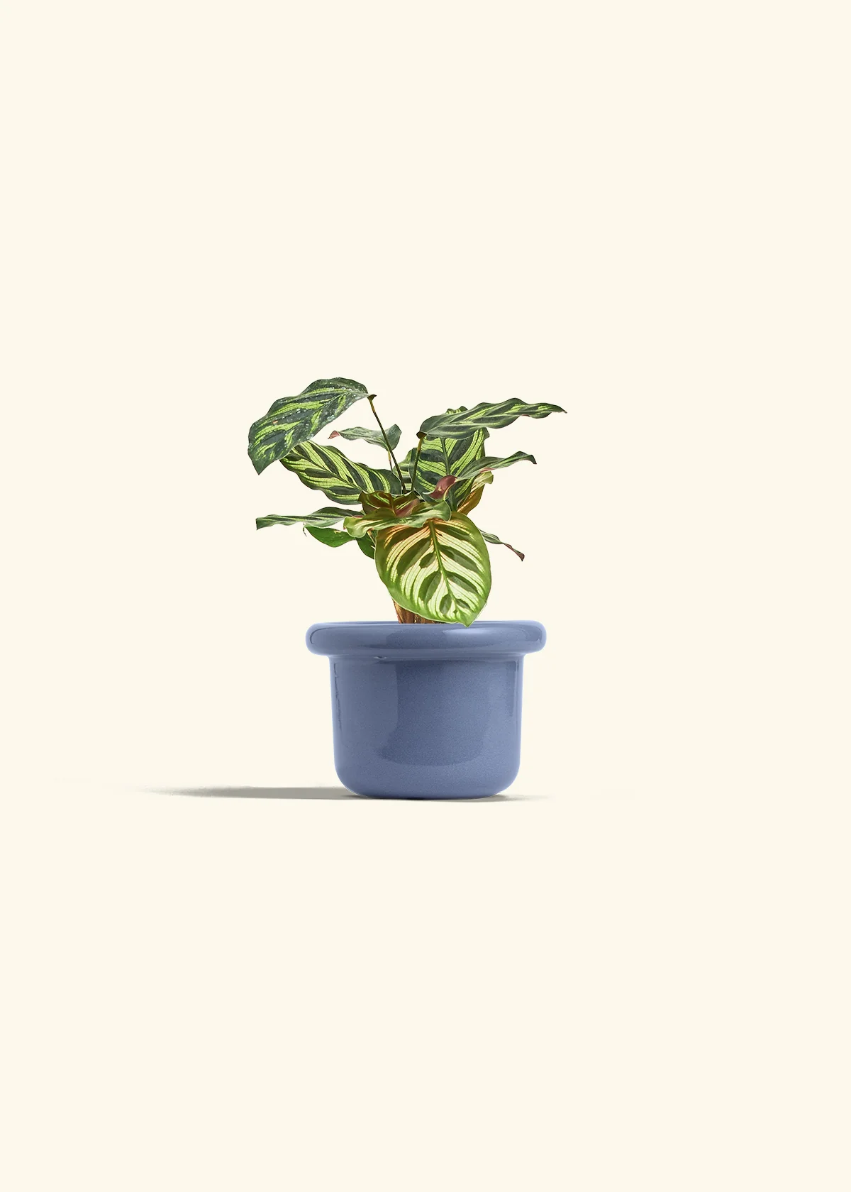 Peacock Plant - Image 16