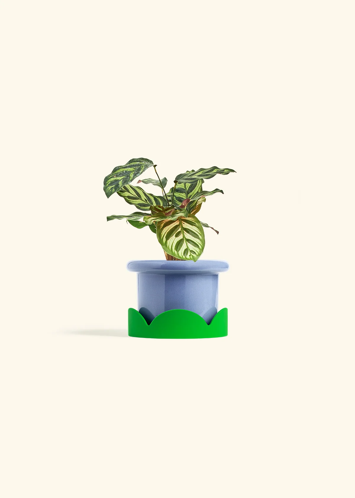 Peacock Plant - Image 17