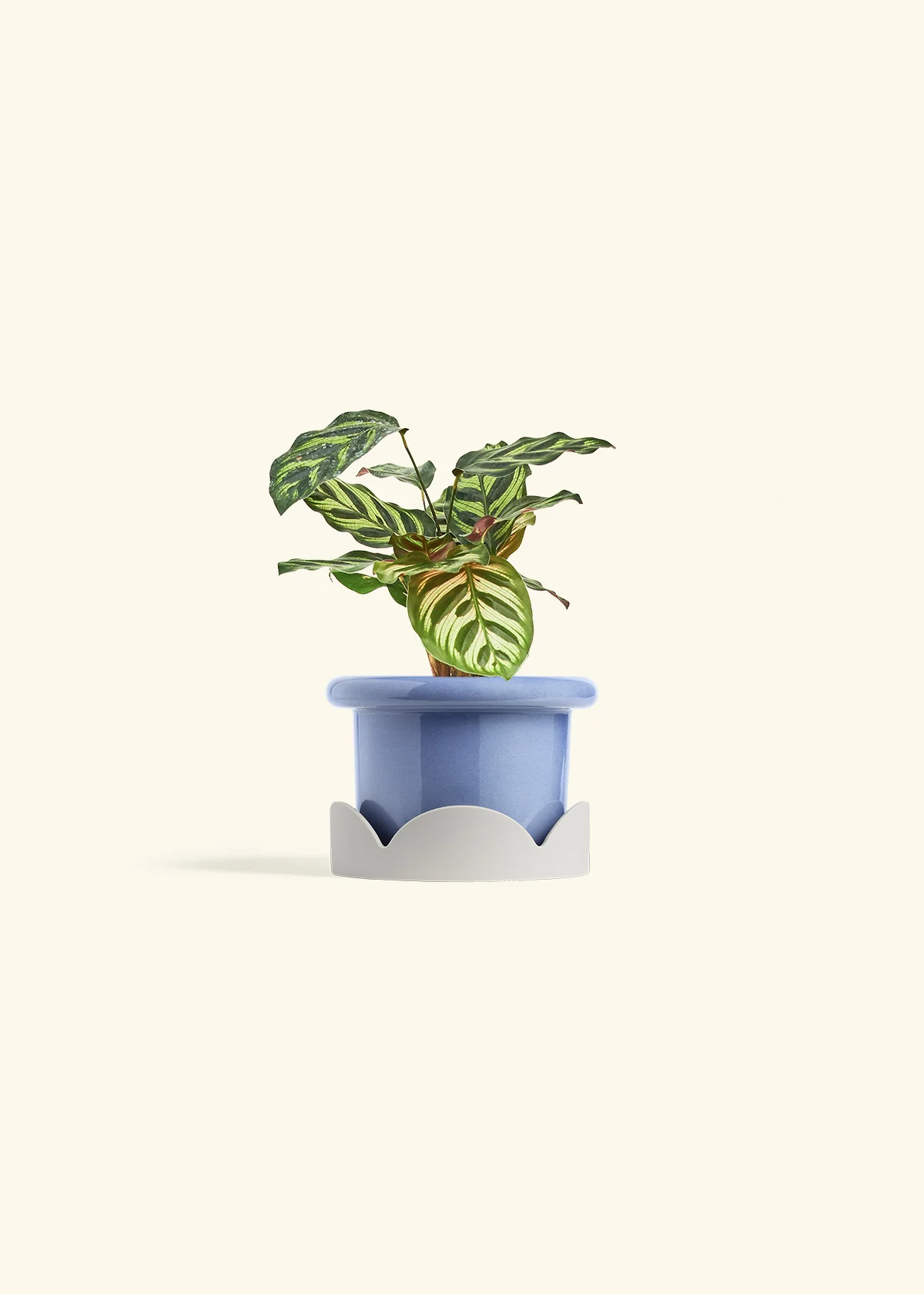 Peacock Plant - Image 18