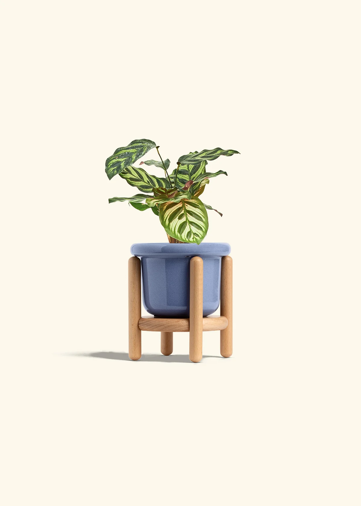 Peacock Plant - Image 19