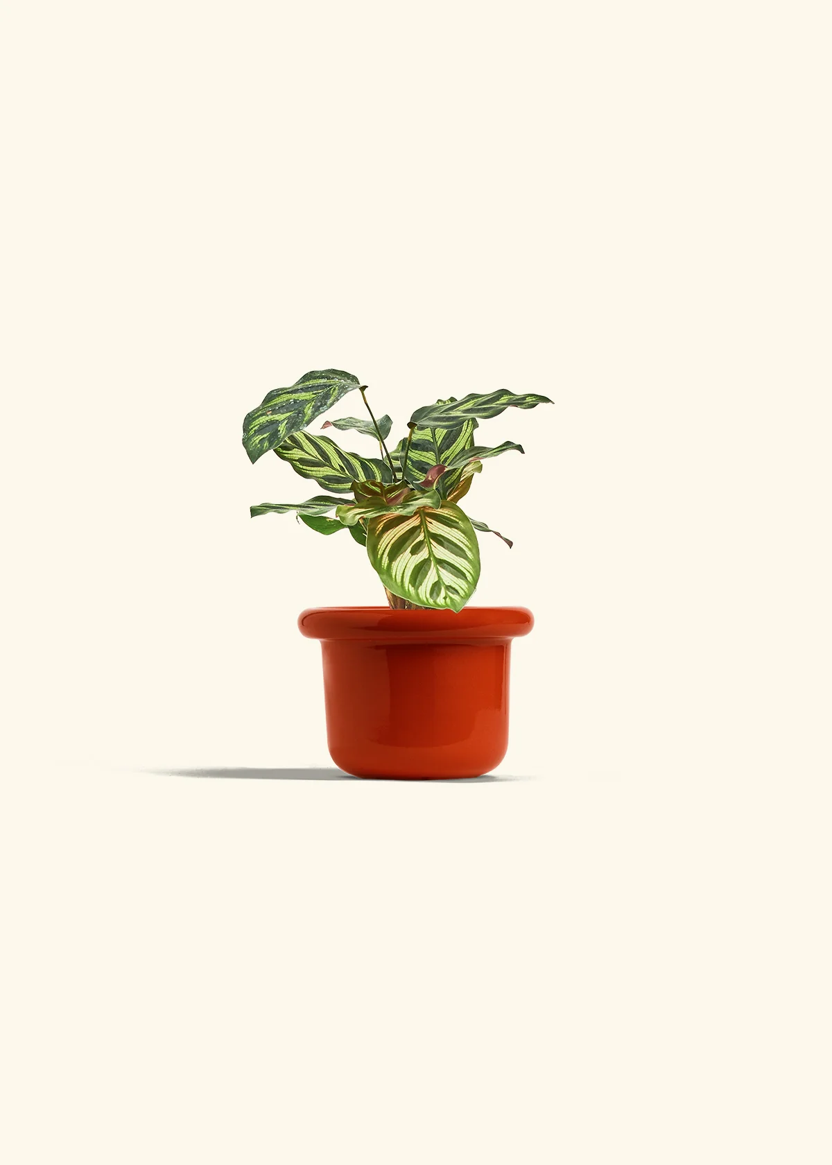 Peacock Plant - Image 20