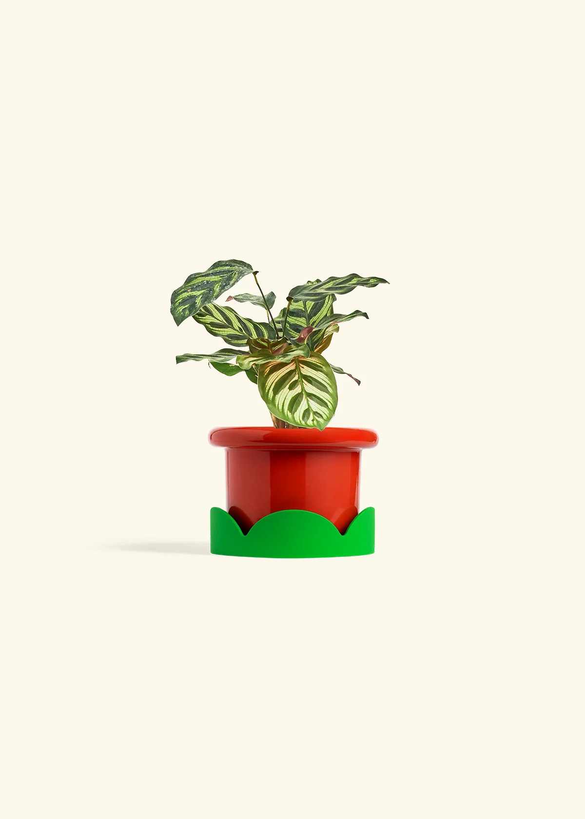 Peacock Plant - Image 21