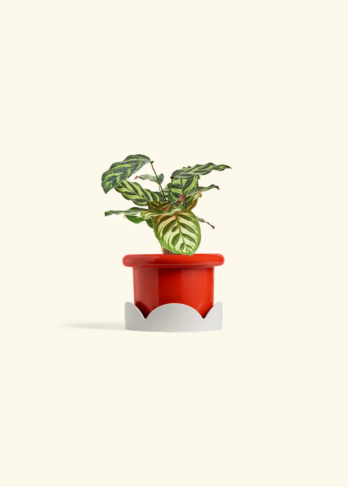 Peacock Plant - Image 22