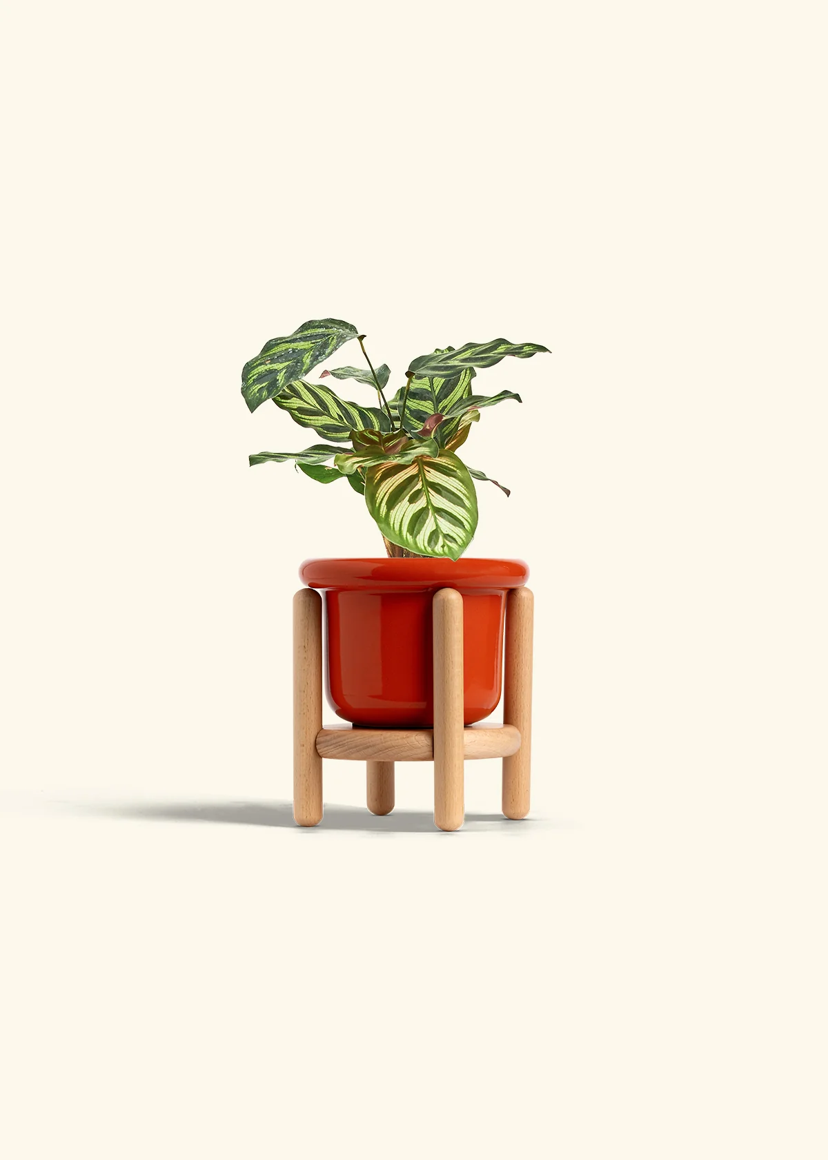 Peacock Plant - Image 23