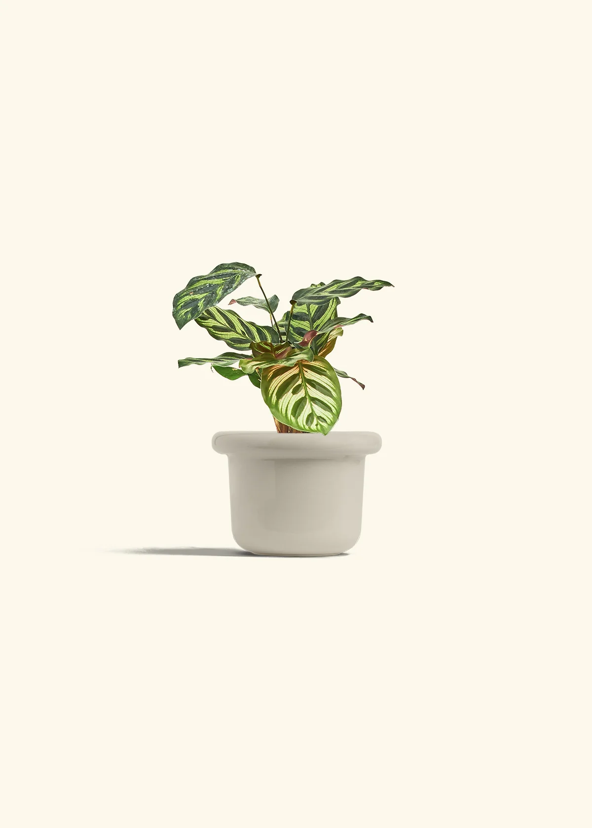 Peacock Plant - Image 24