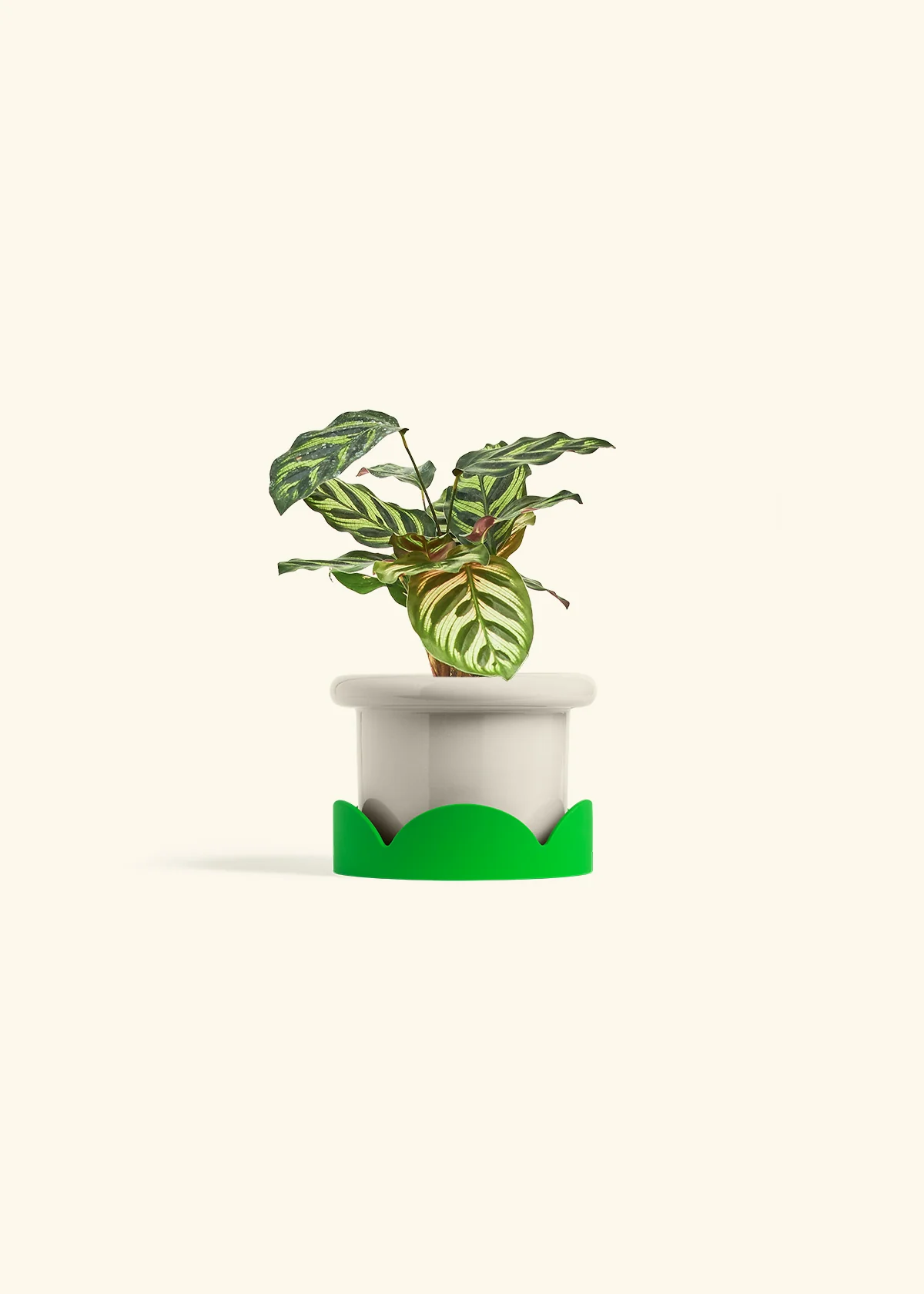 Peacock Plant - Image 25