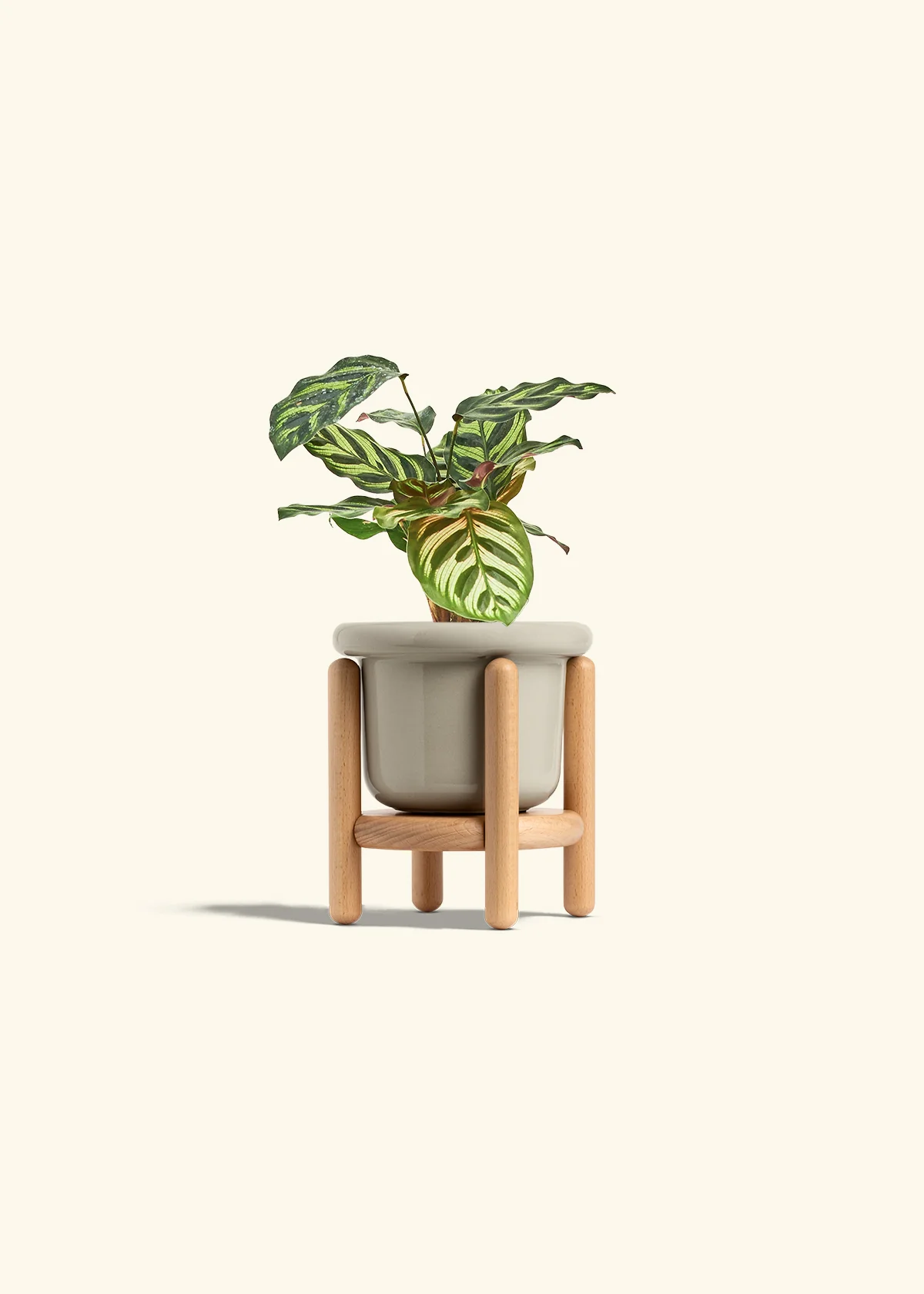 Peacock Plant - Image 27