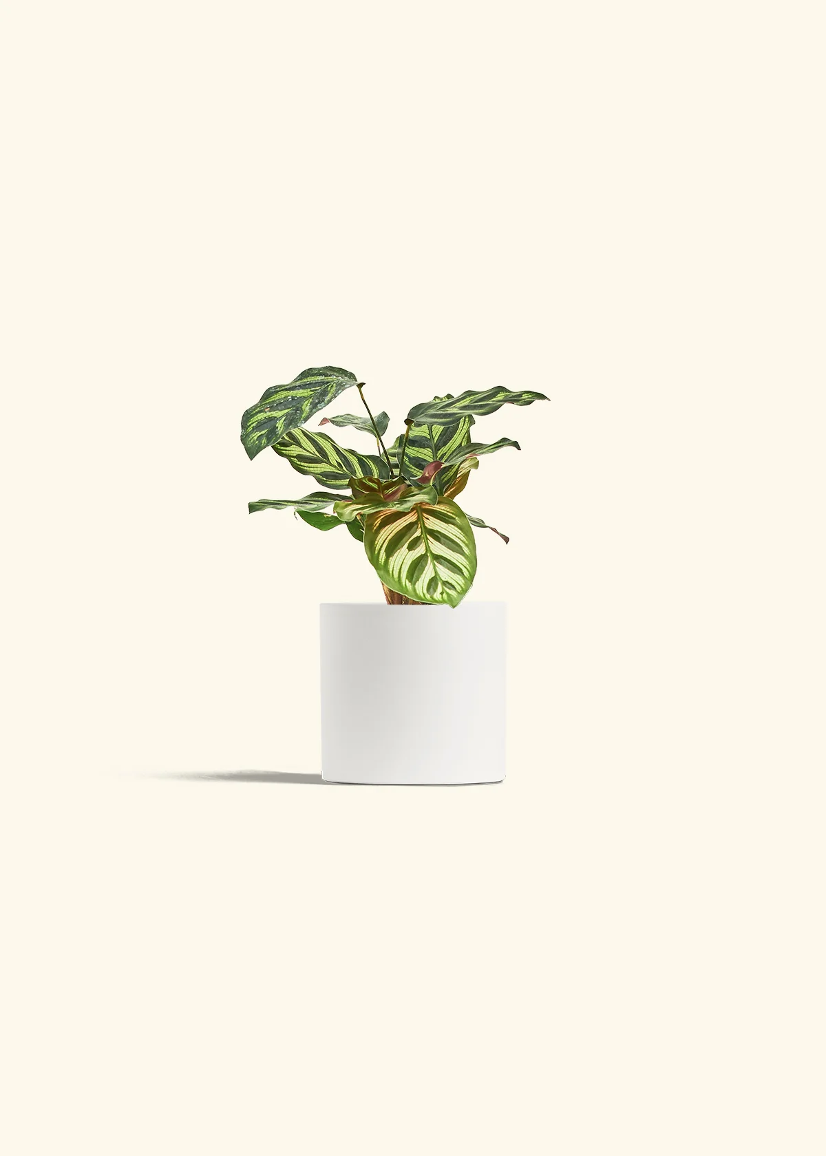 Peacock Plant - Image 28