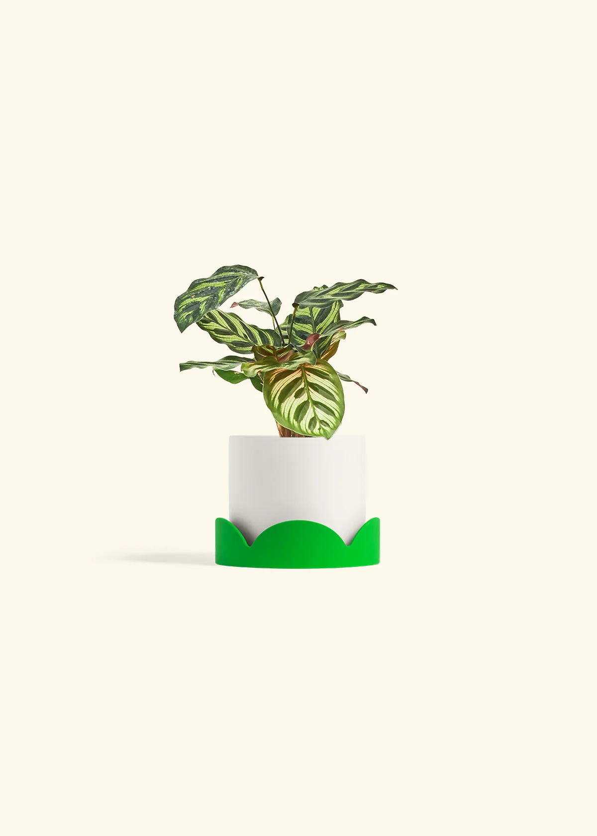 Peacock Plant - Image 29