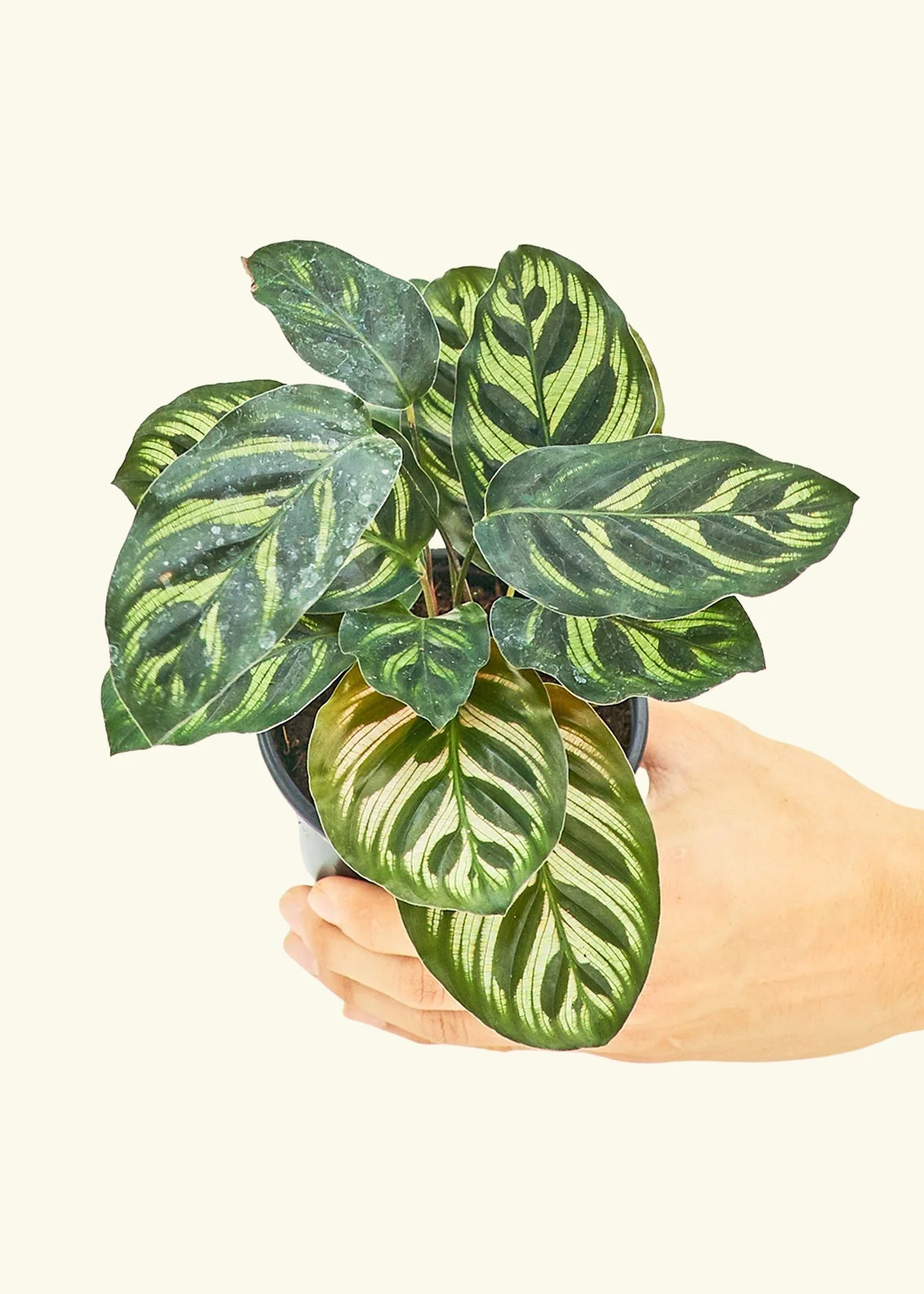 Peacock Plant - Image 3