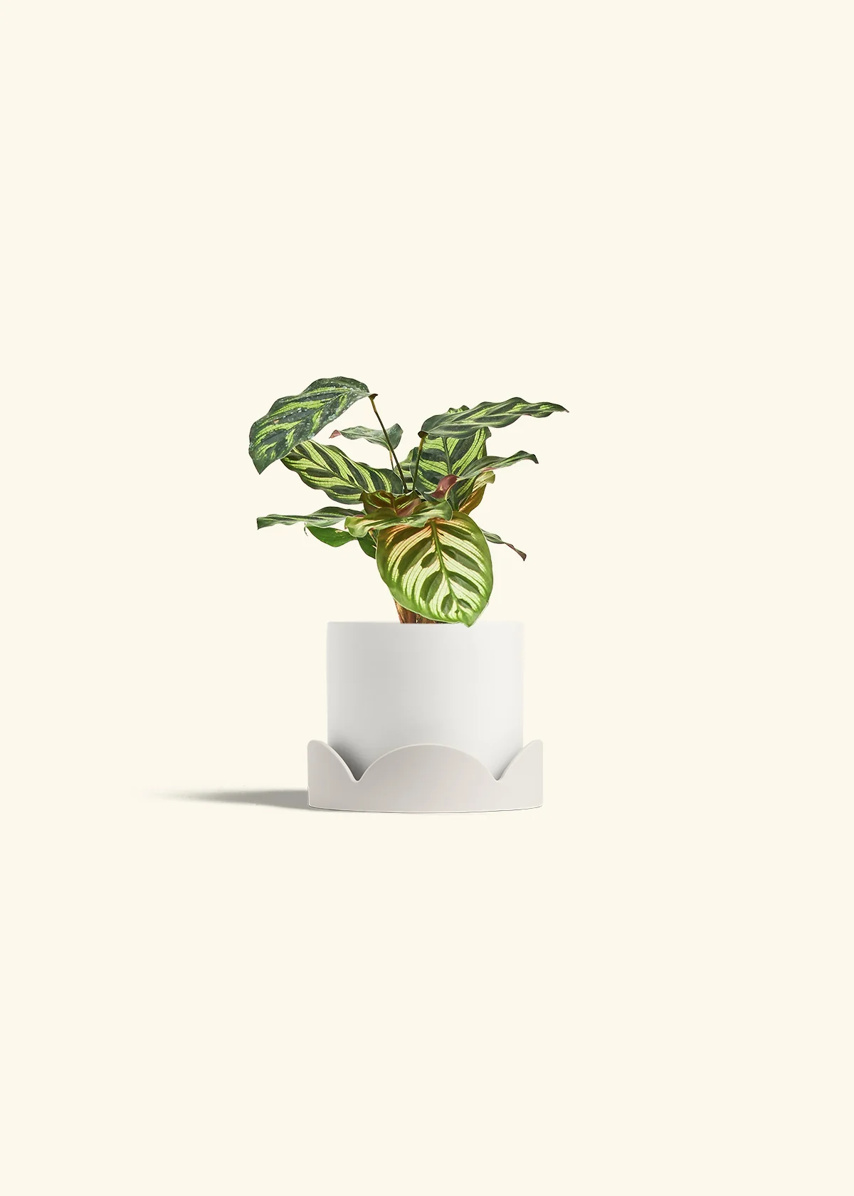 Peacock Plant - Image 30